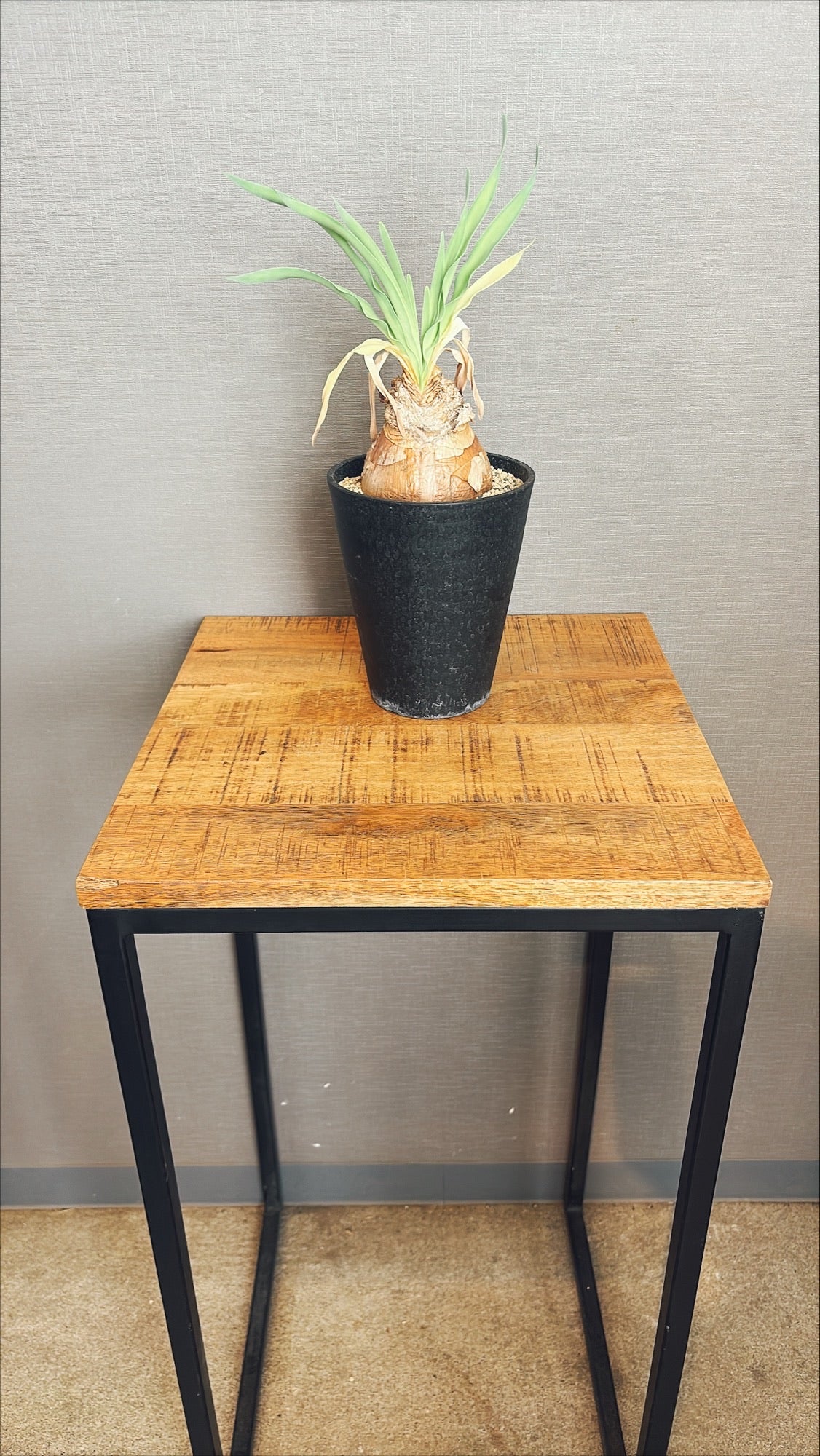 【東京都23区内の方のみ購入可】【送料無料】ブーファンディスティチャ 4号鉢B