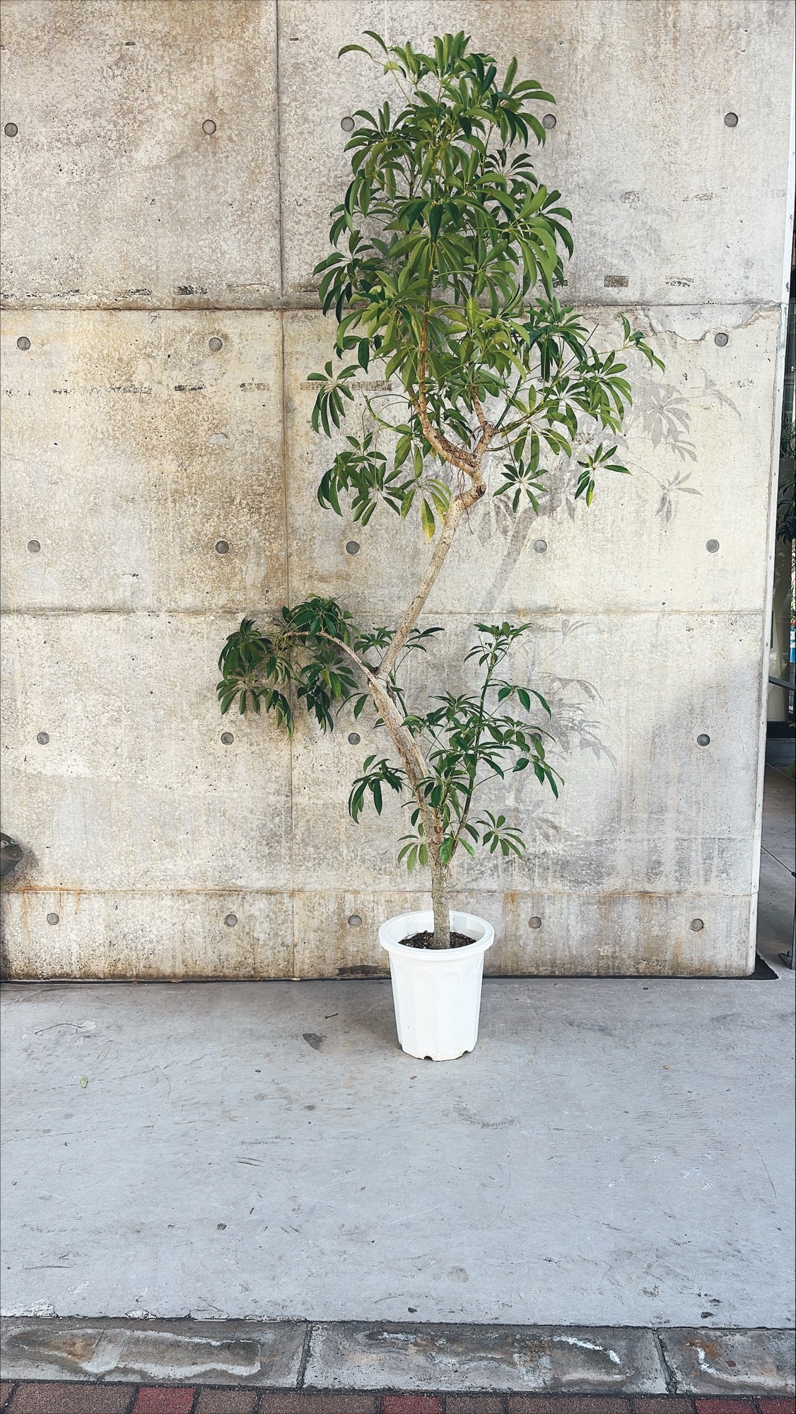 【東京都23区内の方のみ購入可】【送料無料】 シェフレラ 10号H