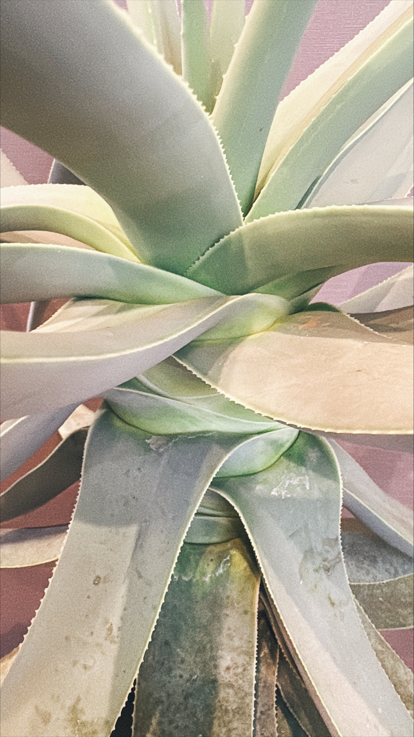 【東京都23区内の方のみ購入可】【送料無料】 アロエ・ディコトマ 10号