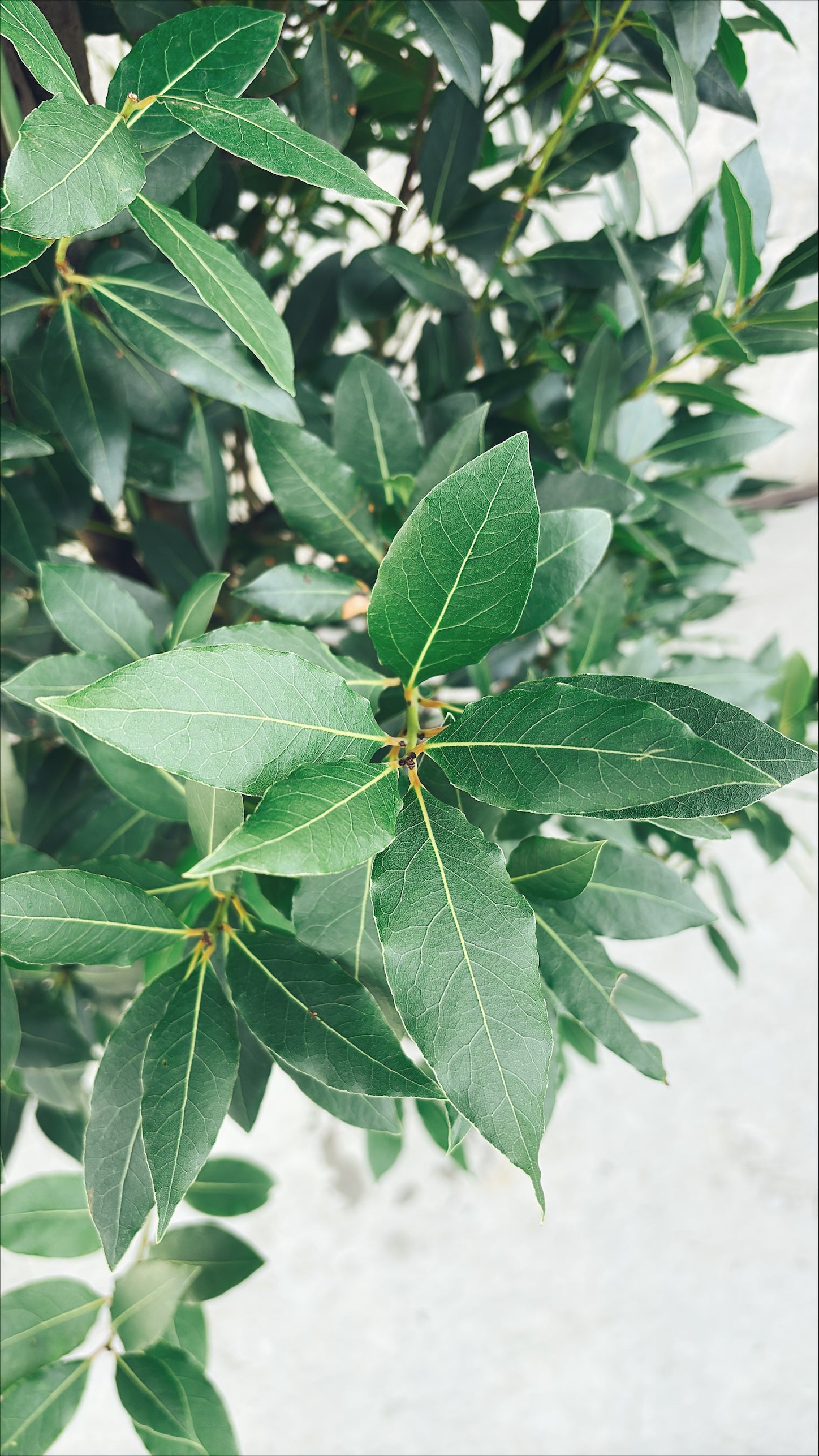 【東京都23区内の方のみ購入可】【送料無料】 月桂樹 (ゲッケイジュ) 10号