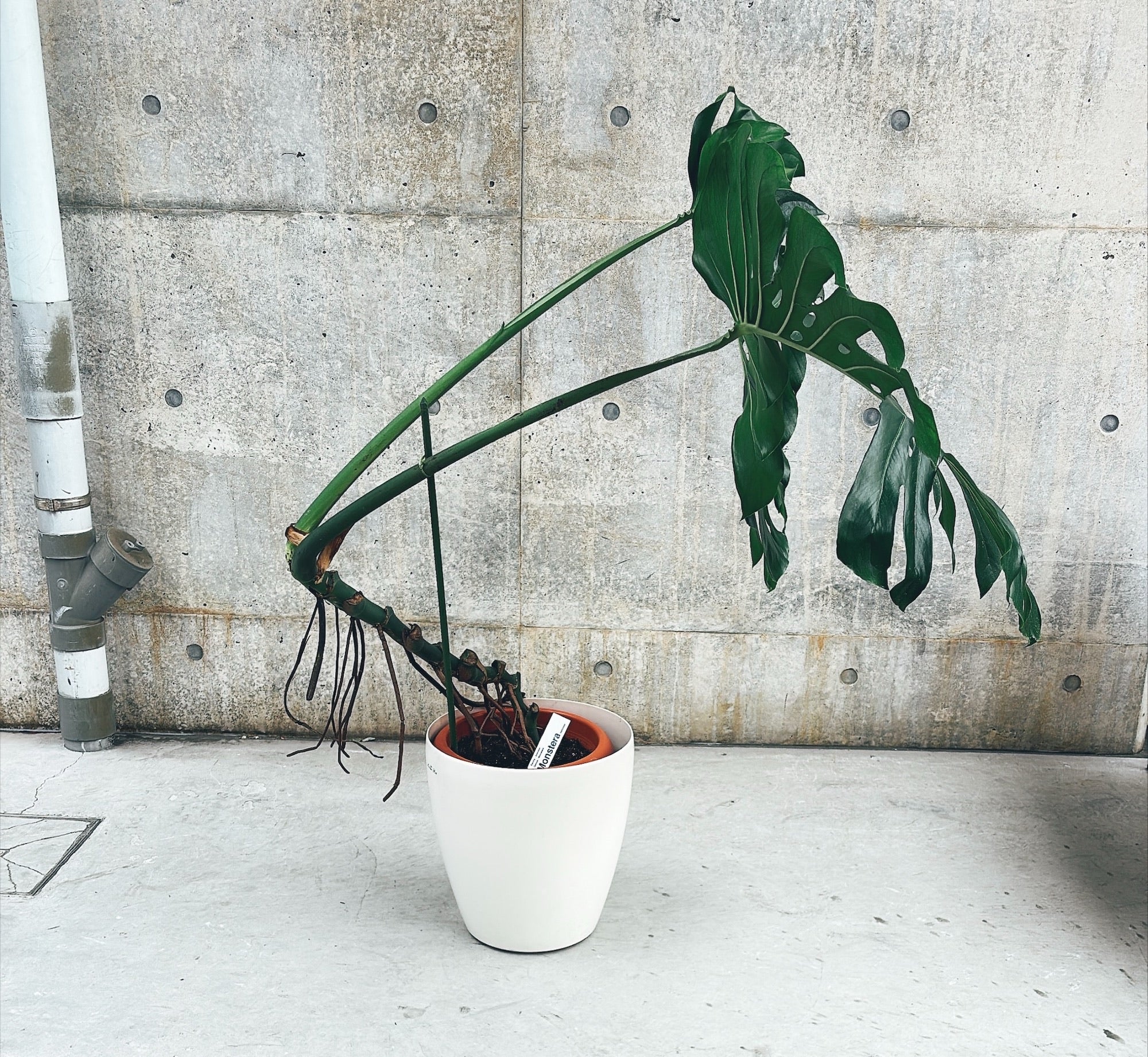 【東京都23区内の方のみ購入可】【送料無料】モンステラ デリシオーサ 10号