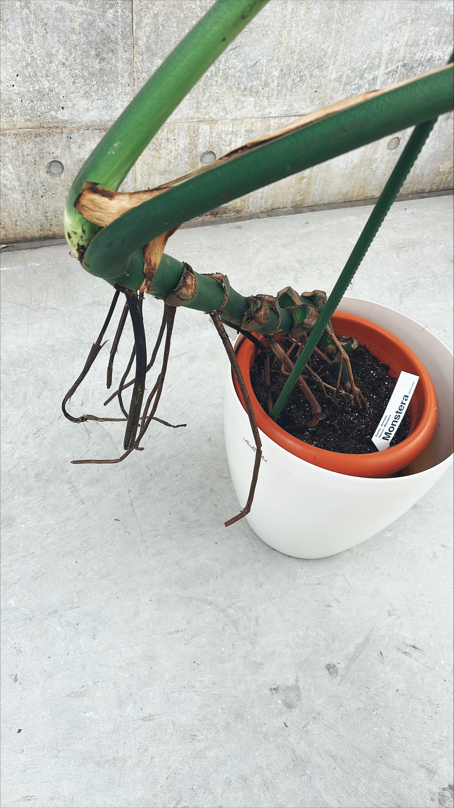 【東京都23区内の方のみ購入可】【送料無料】モンステラ デリシオーサ 10号