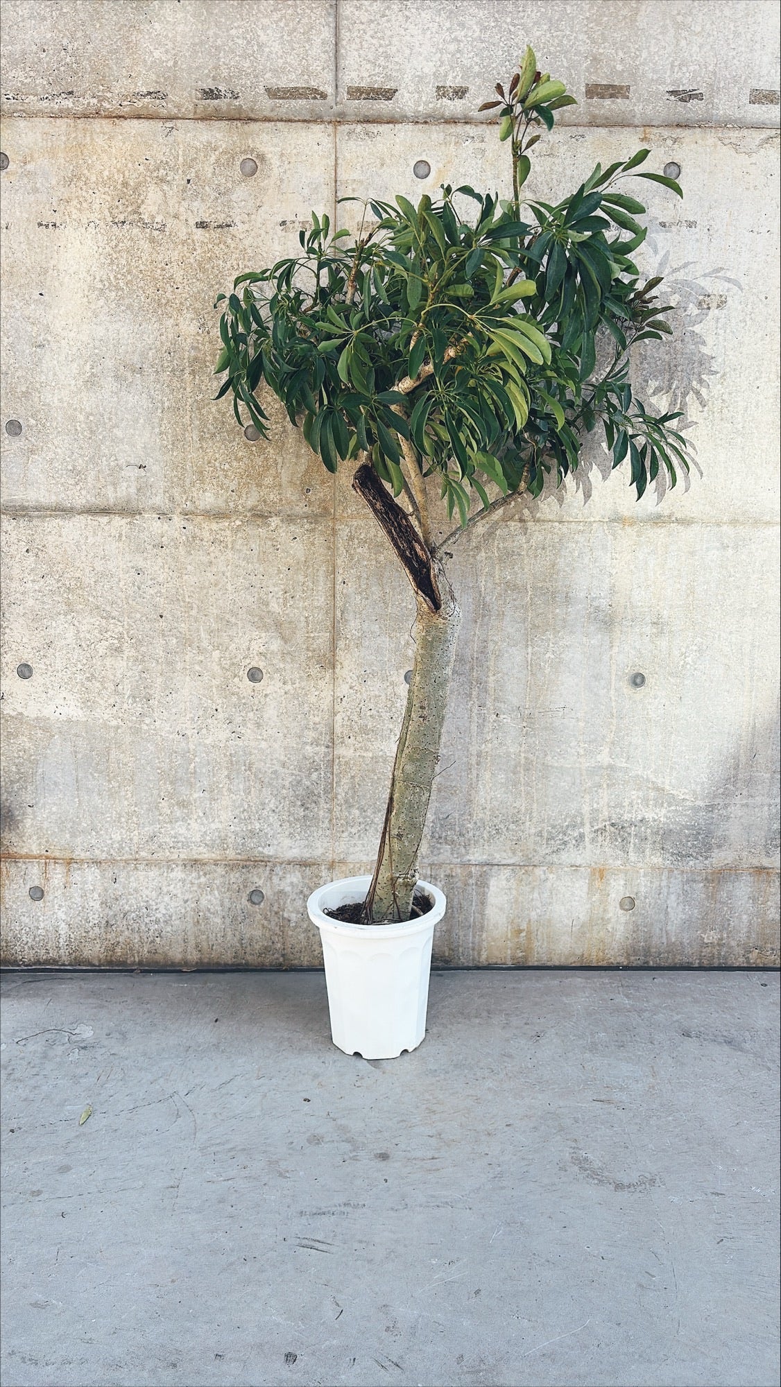 【東京都23区内の方のみ購入可】【送料無料】シェフレラ 10号J