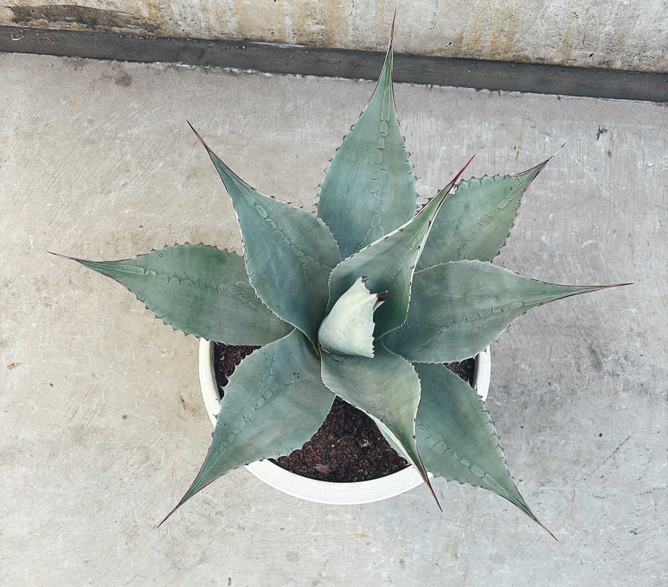 【東京都23区内の方のみ購入可】【送料無料】