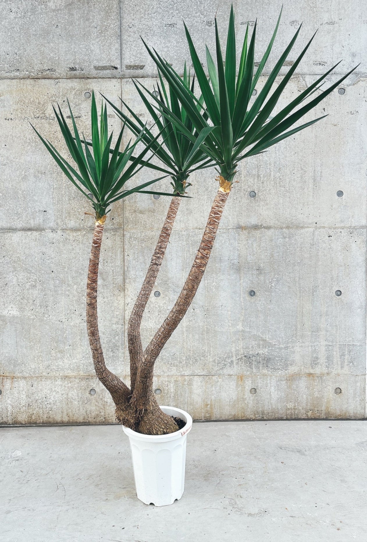 東京都23区内の方のみ購入可】【送料無料】 ユッカ エレファンティペス