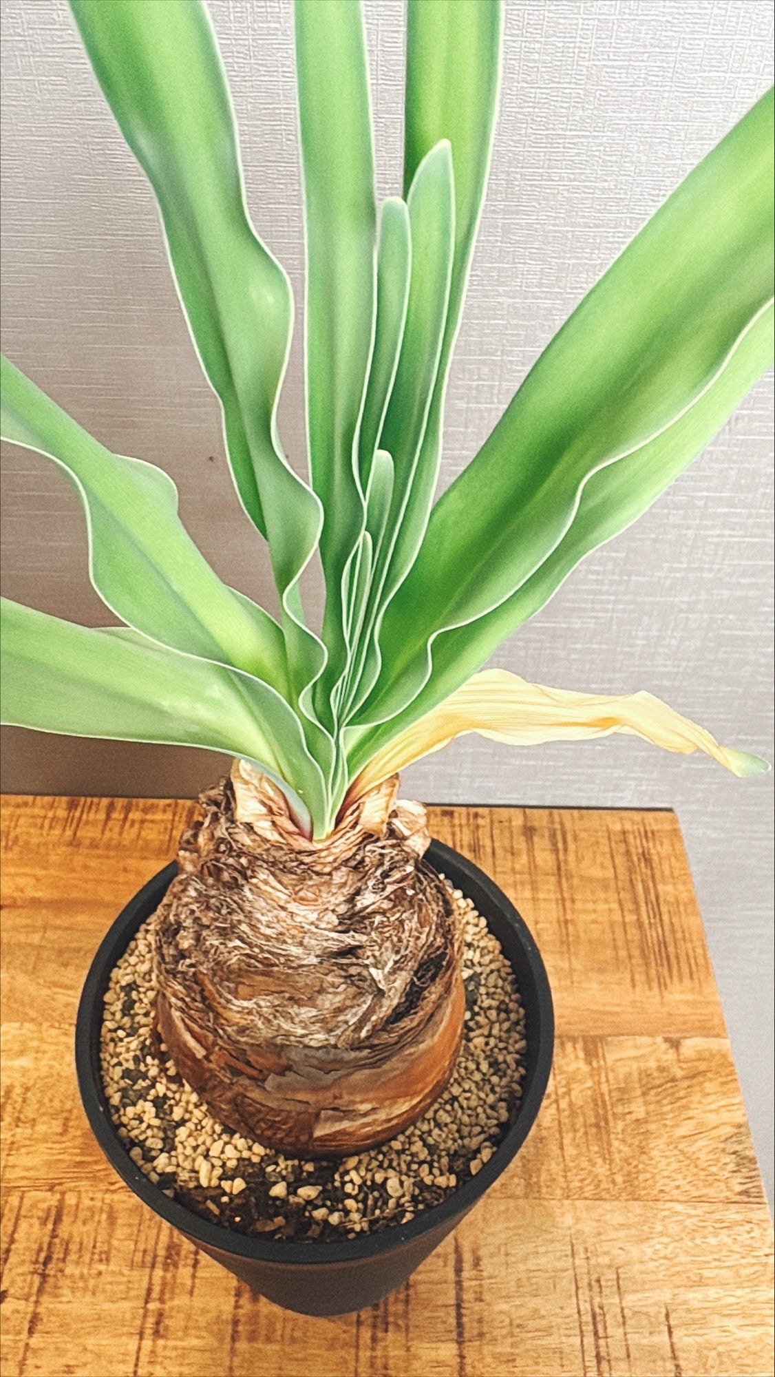 【東京都23区内の方のみ購入可】【送料無料】ブーファンディスティチャ 4号鉢C