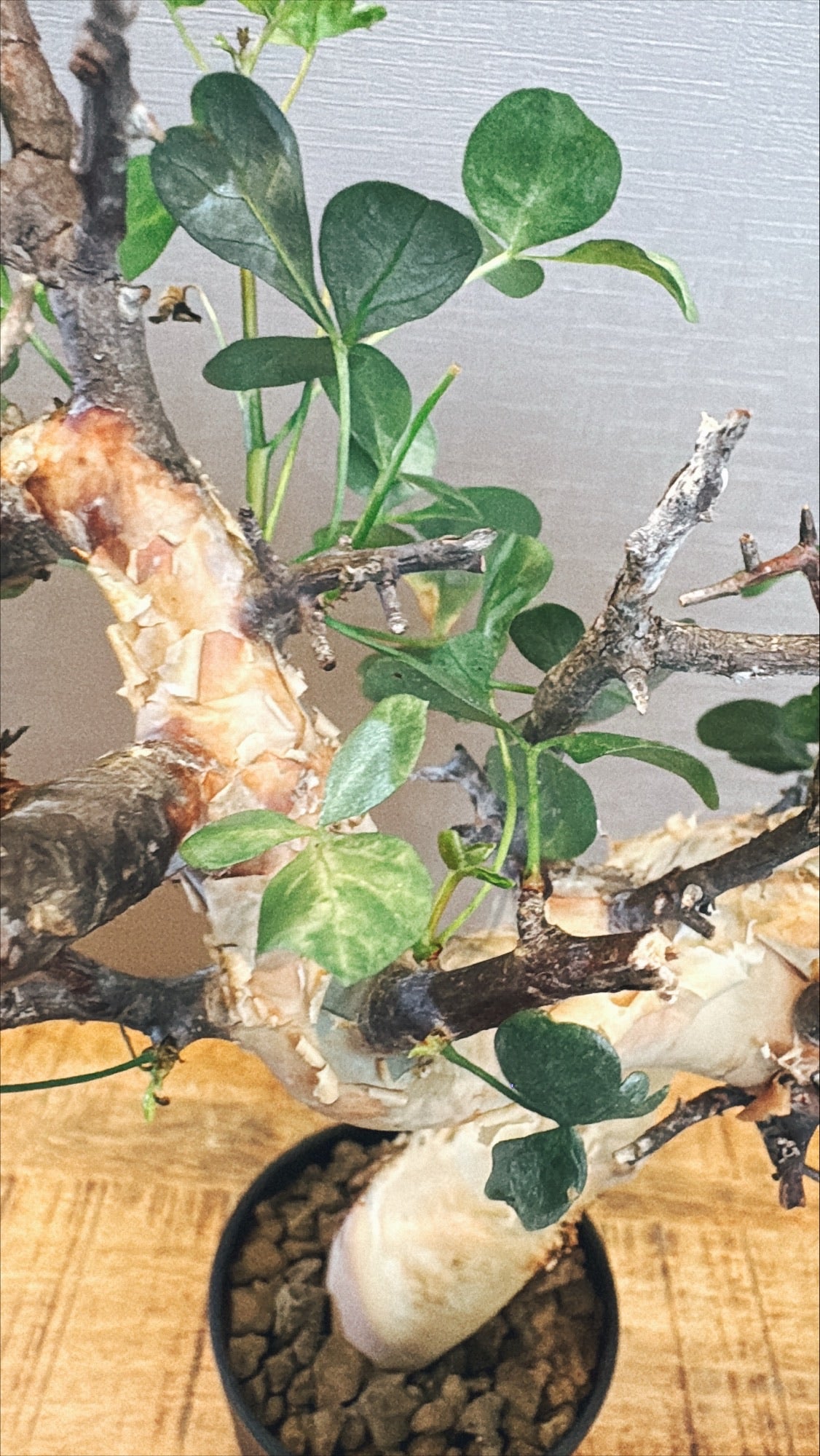 【東京都23区内の方のみ購入可】【送料無料】コミフォラ・カタフ 4号鉢