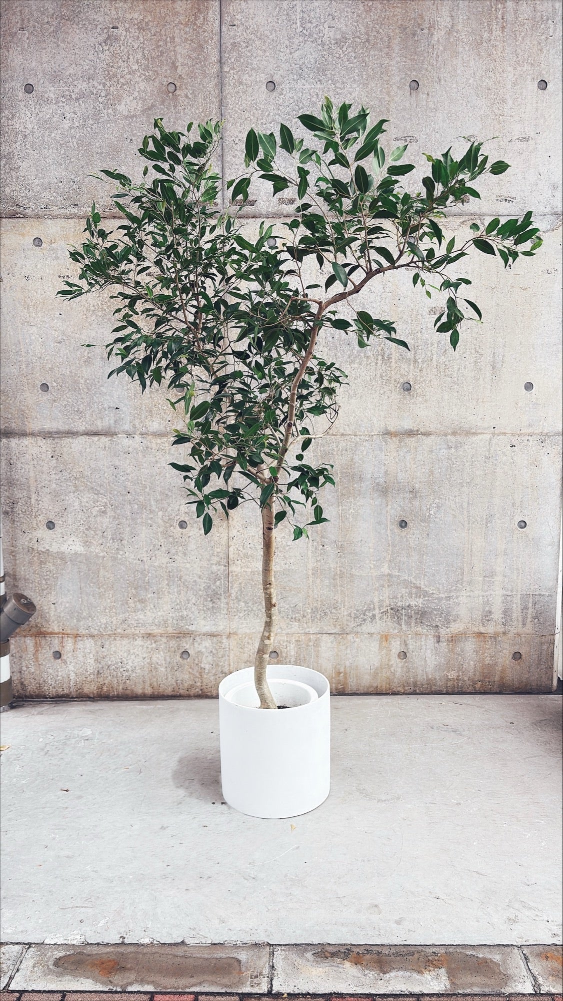 【東京都23区内の方のみ購入可】【送料無料】 フィカス ヌべ 10号