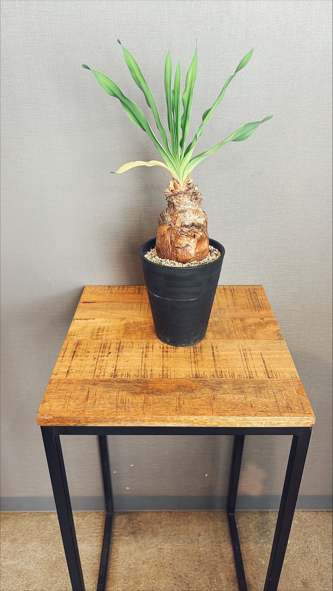 【東京都23区内の方のみ購入可】【送料無料】ブーファンディスティチャ 4号鉢C