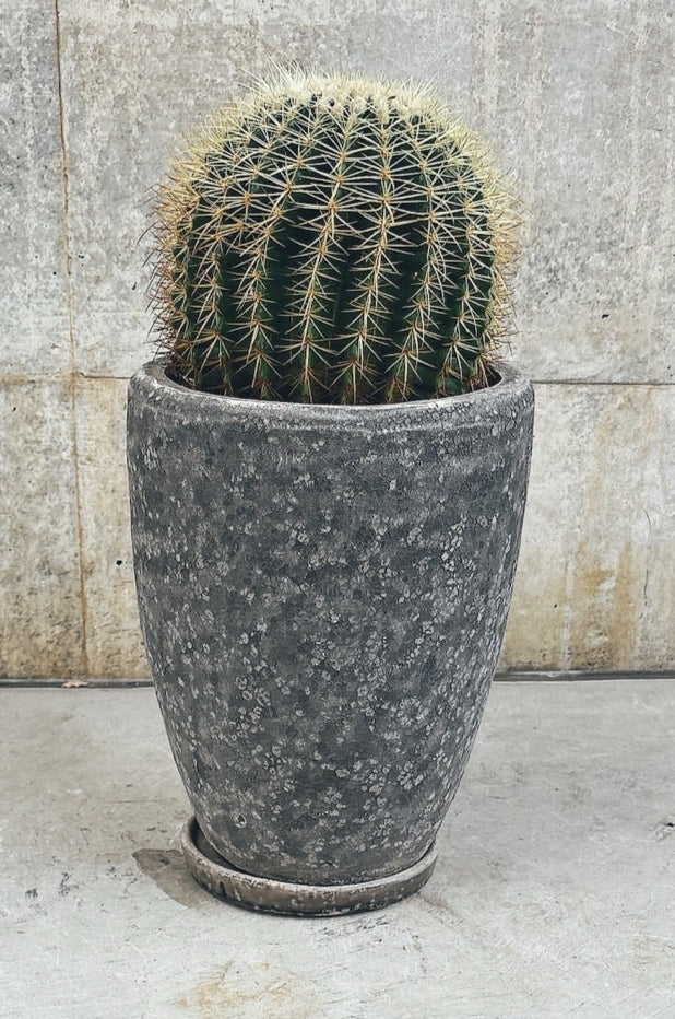 東京都23区内の方のみ購入可】【送料無料】 サボテン 金鯱(キンシャチ)