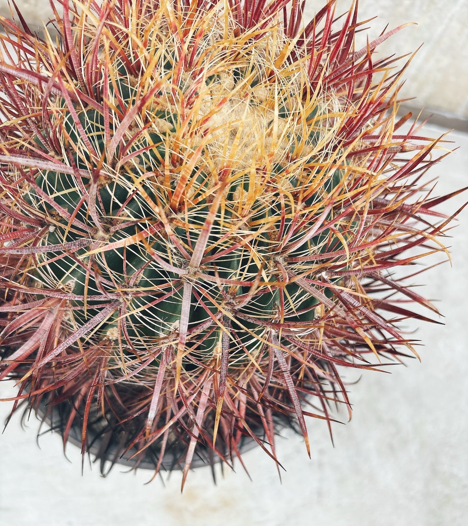 まさと　サボテン　鯱頭　レアサボテン　大きい　値引き対応 東京都23区内の方のみ購入可】【送料無料】 サボテン 鯱頭(シャチガシラ)