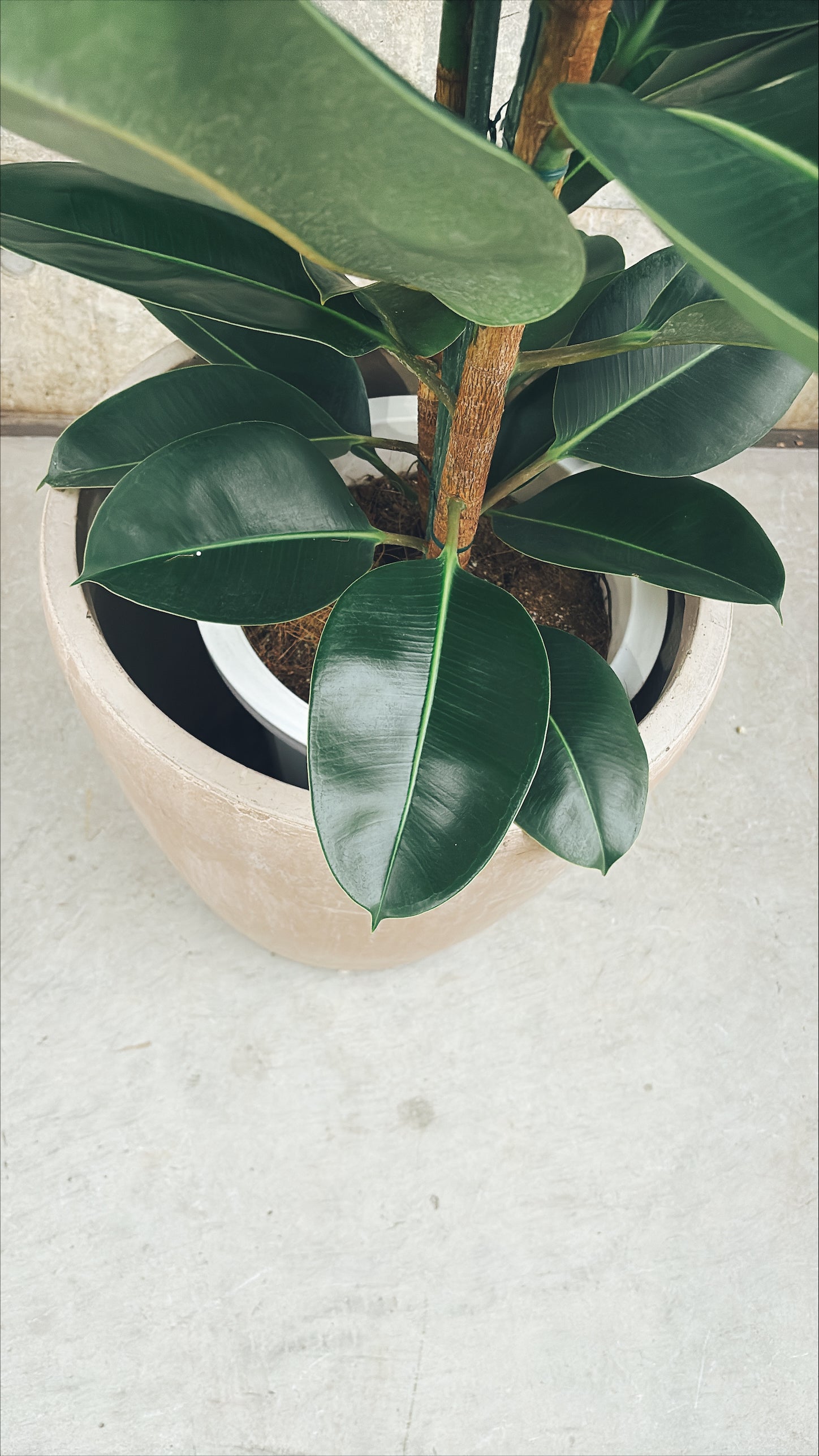 【東京都23区内の方のみ購入可】【送料無料】 フィカス ロブスター 10号