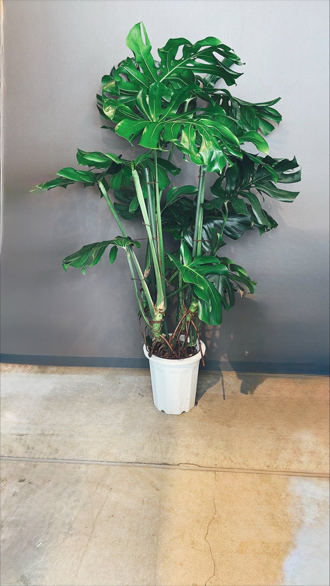 【東京都23区内の方のみ購入可】【送料無料】 モンステラ アダンソニー 10号鉢 A