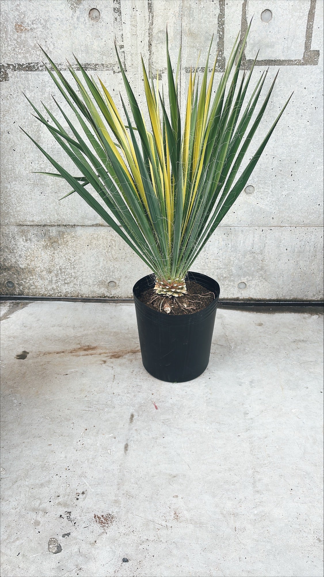 【東京都23区内の方のみ購入可】【送料無料】 ユッカ ゴールデンソード 10号鉢