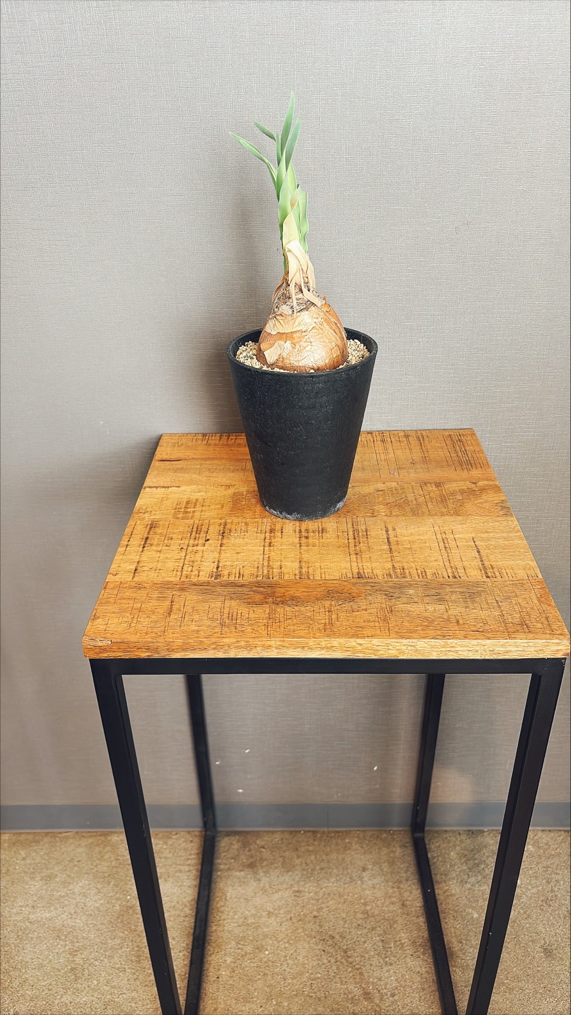 【東京都23区内の方のみ購入可】【送料無料】ブーファンディスティチャ 4号鉢B