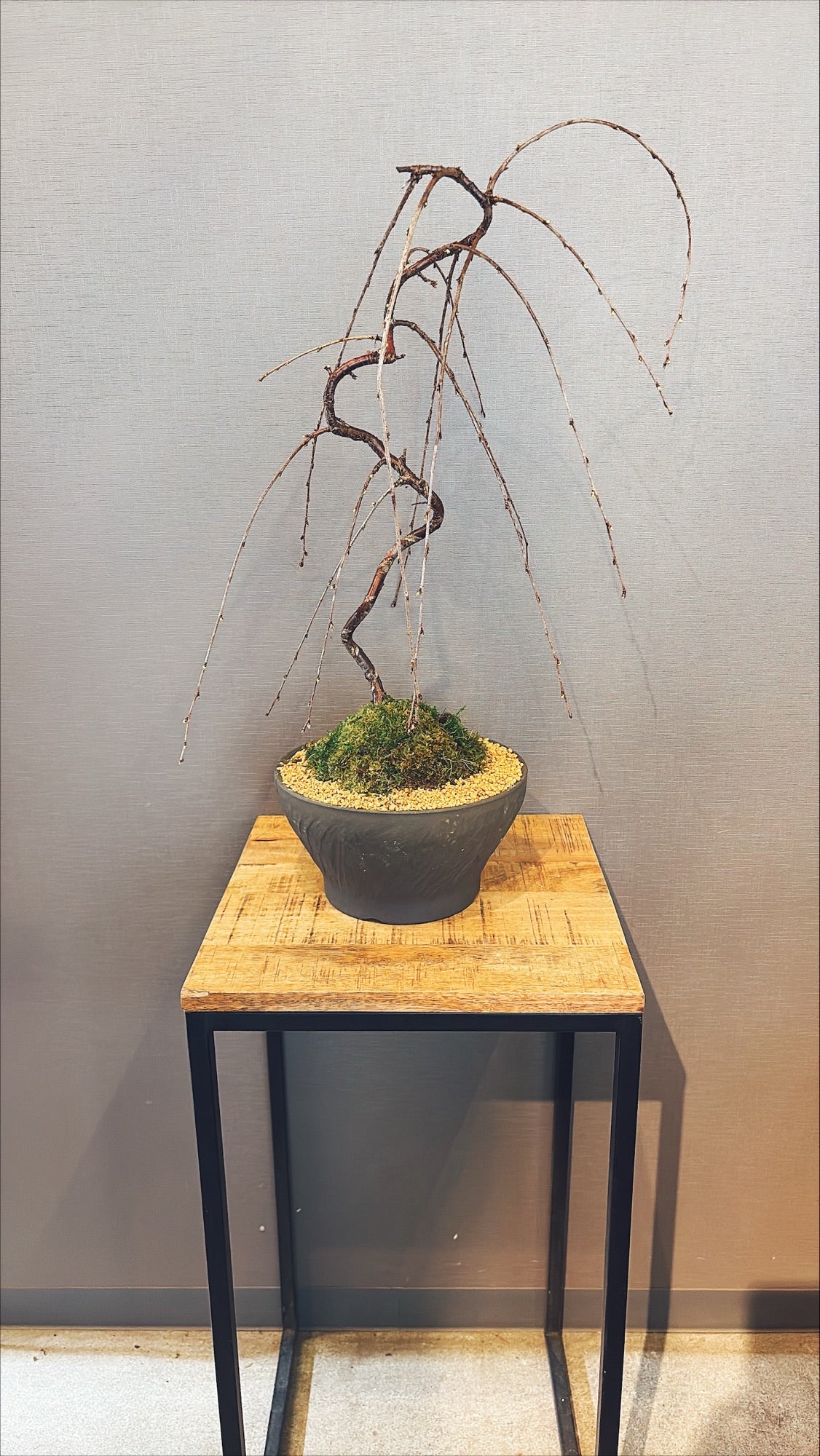 【東京都23区内の方のみ購入可】【送料無料】富士しだれ桜 10号