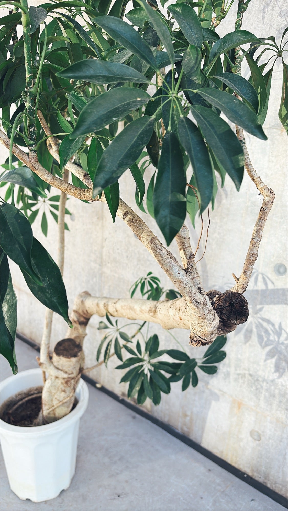 【東京都23区内の方のみ購入可】【送料無料】 シェフレラ 10号K