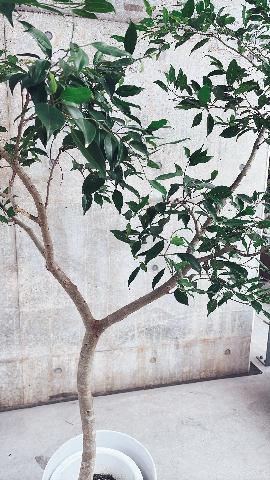 【東京都23区内の方のみ購入可】【送料無料】 フィカス ヌべ 10号