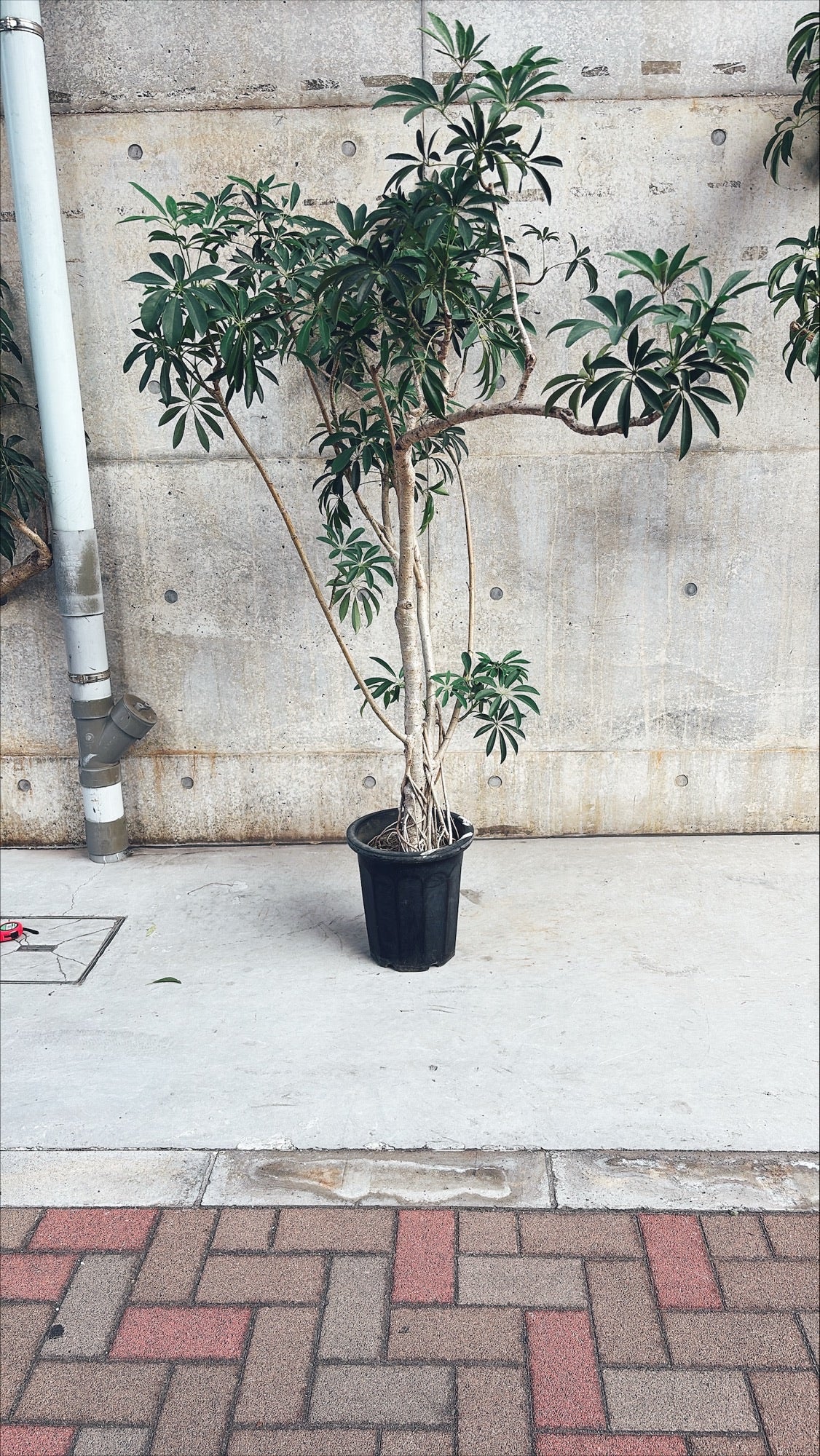 【東京都23区内の方のみ購入可】【送料無料】シェフレラ 10号D