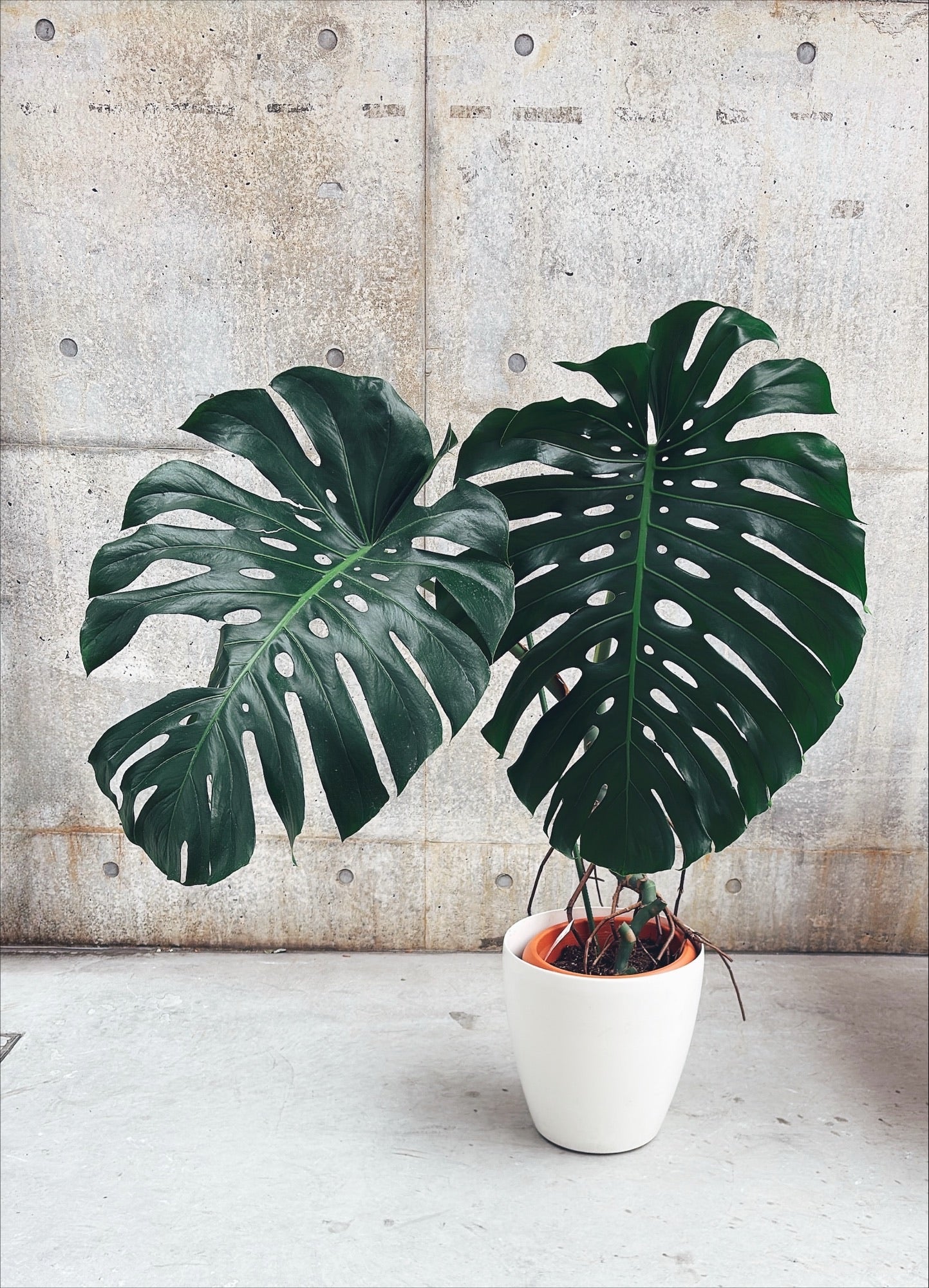 【東京都23区内の方のみ購入可】【送料無料】モンステラ デリシオーサ 10号