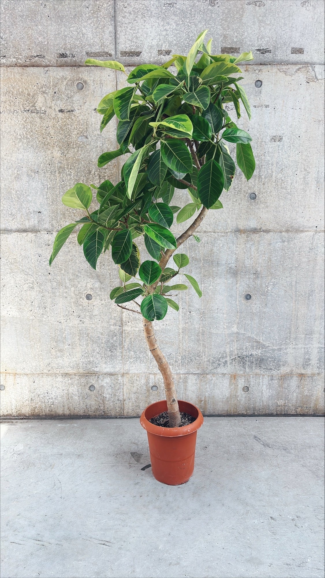 【東京都23区内の方のみ購入可】【送料無料】フィカス　アルテシマ 10号