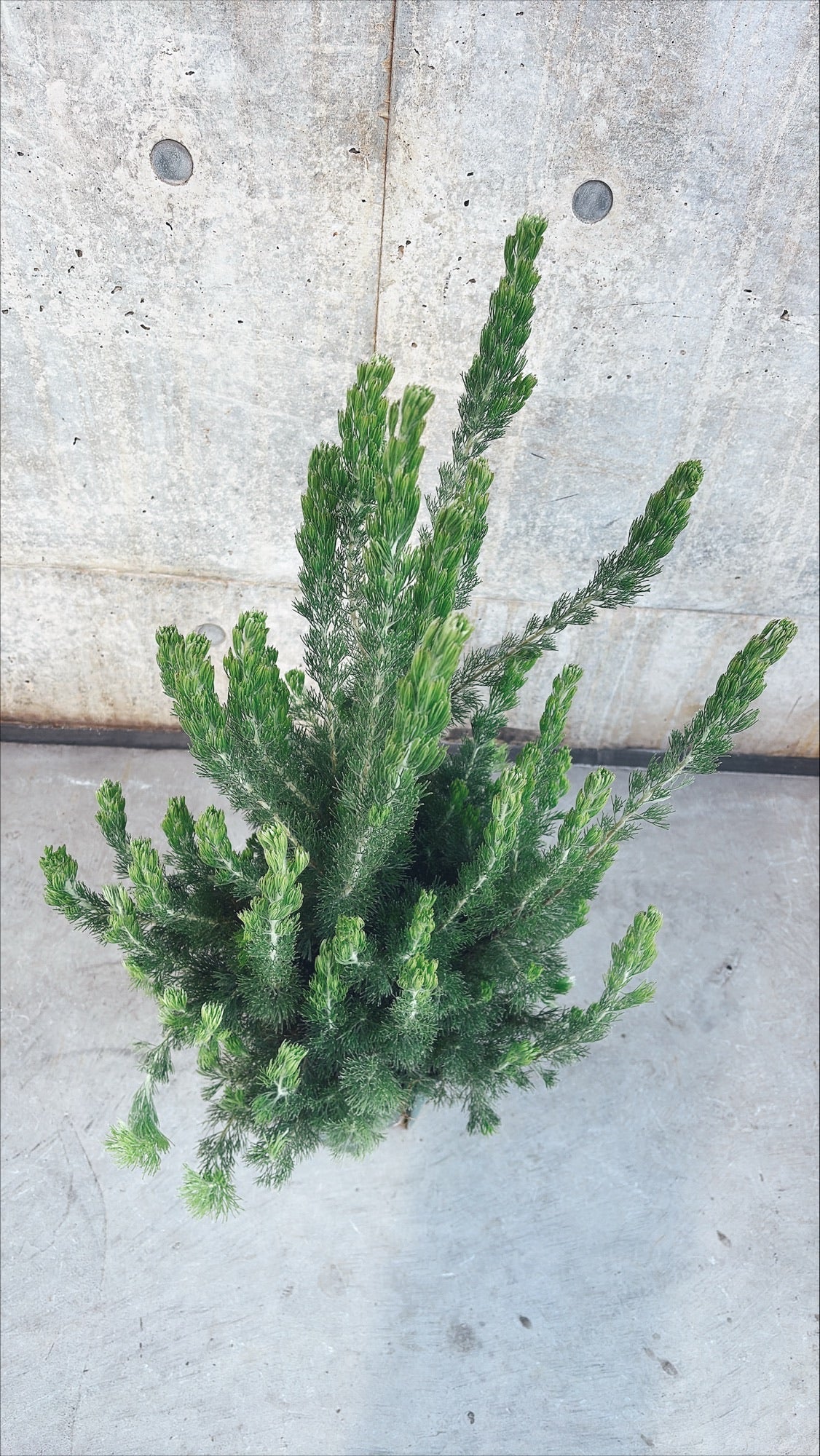 【東京都23区内の方のみ購入可】【送料無料】アデナンサス・ウーリーブッシュ 7号