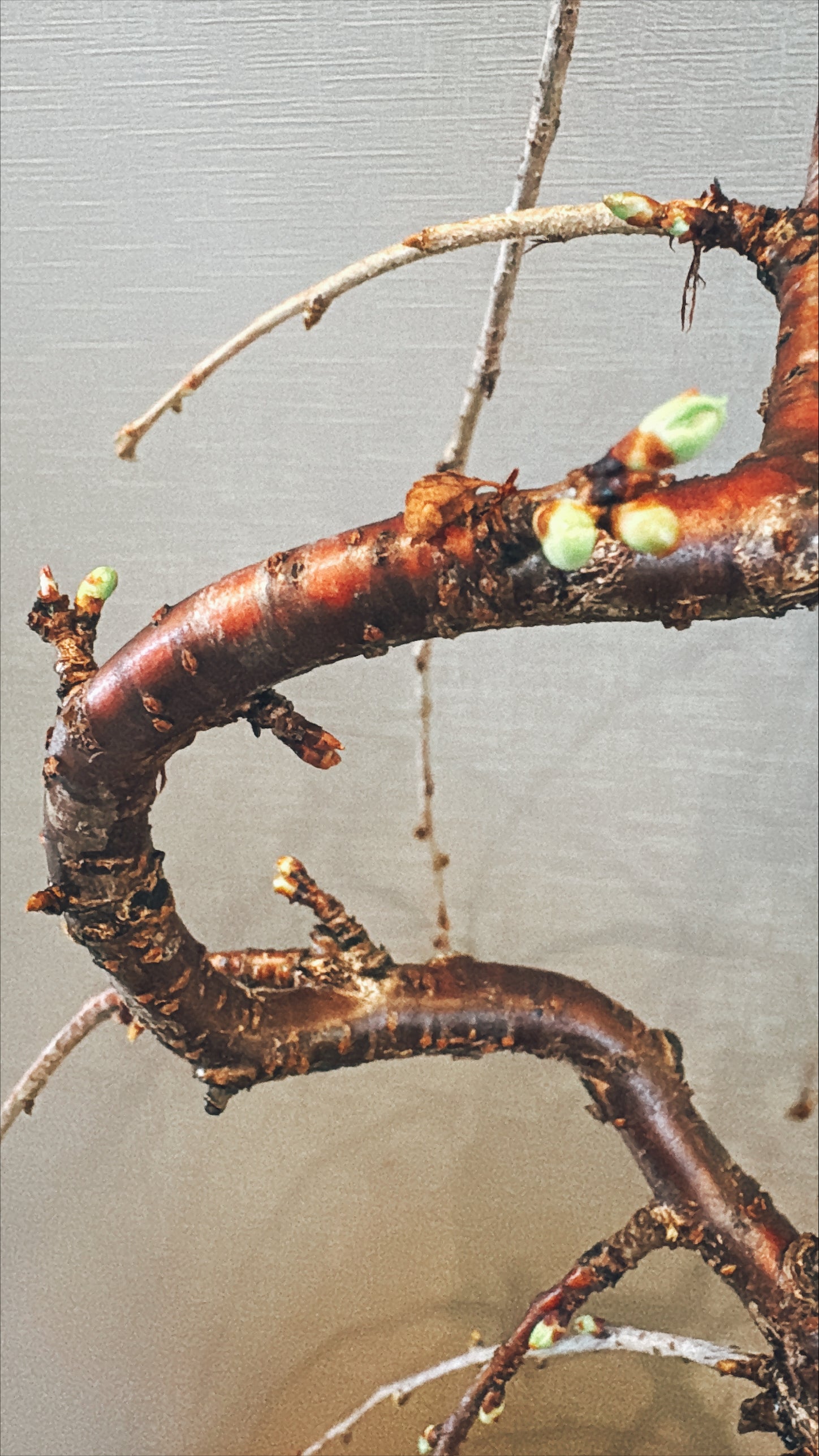 【東京都23区内の方のみ購入可】【送料無料】富士しだれ桜 10号