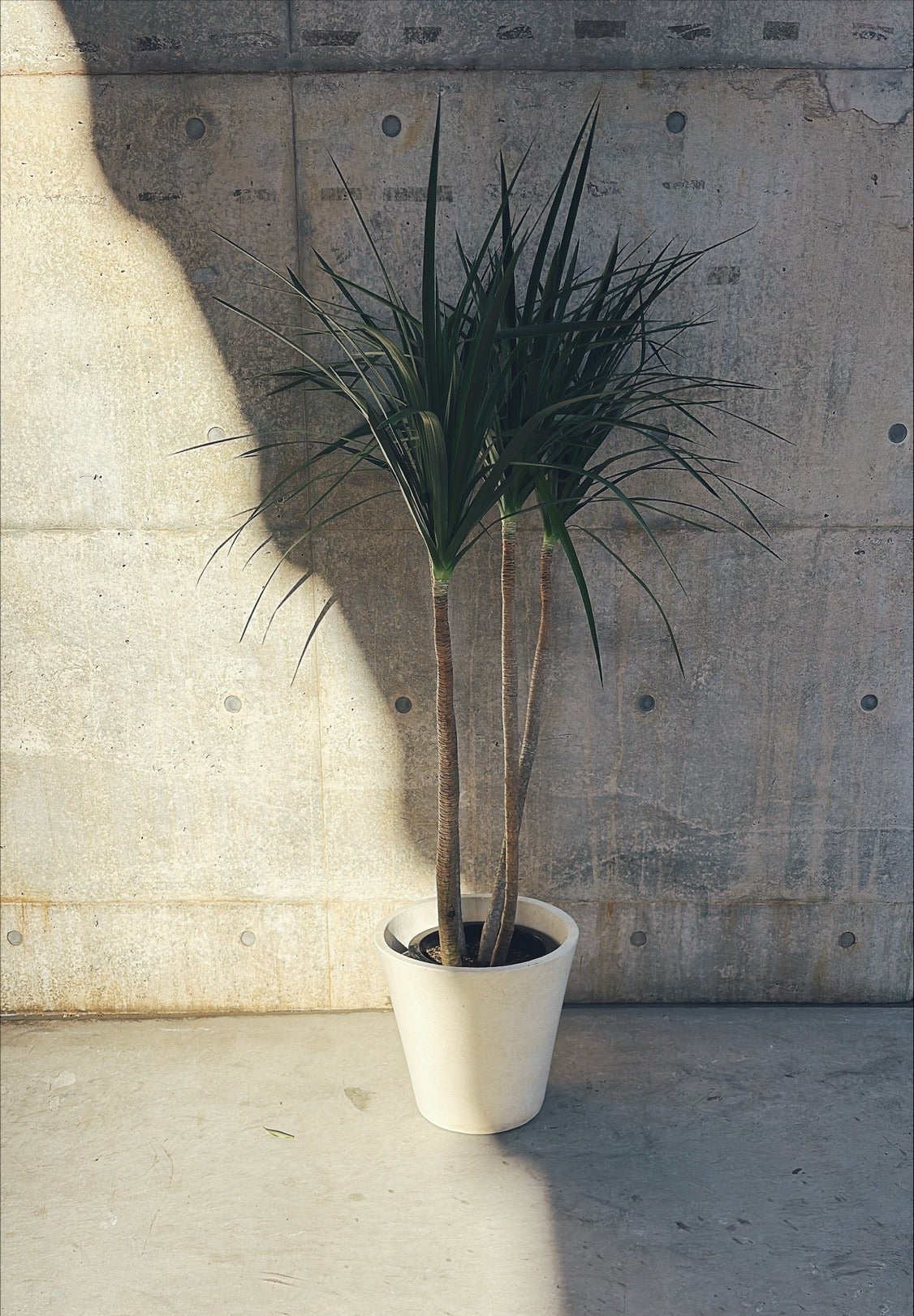 【東京都23区内の方のみ購入可】【送料無料】ドラセナ カンボジアーナ 10号