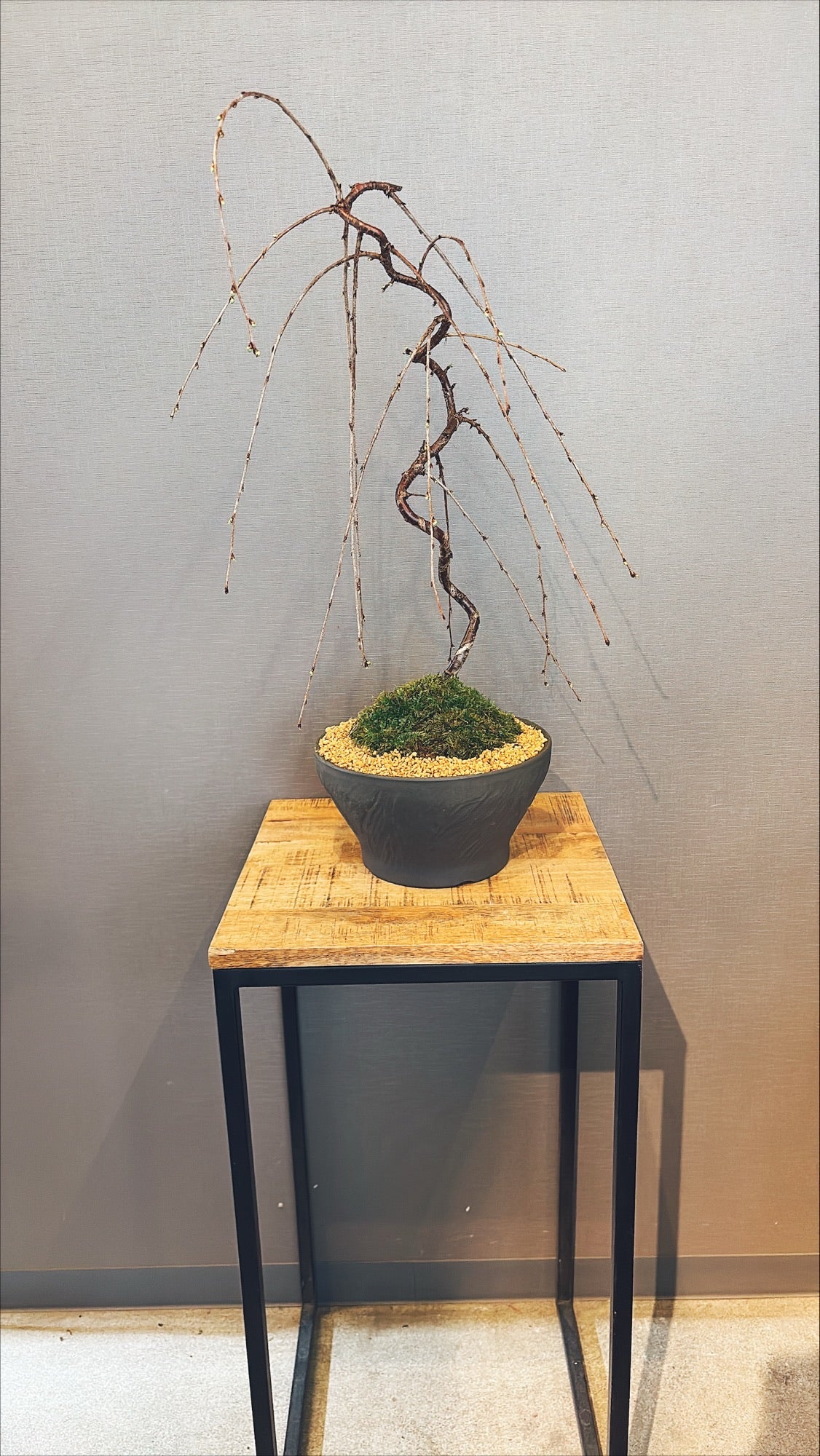 【東京都23区内の方のみ購入可】【送料無料】富士しだれ桜 10号