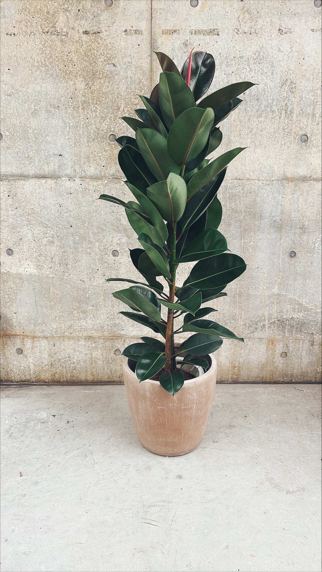 【東京都23区内の方のみ購入可】【送料無料】 フィカス ロブスター 10号