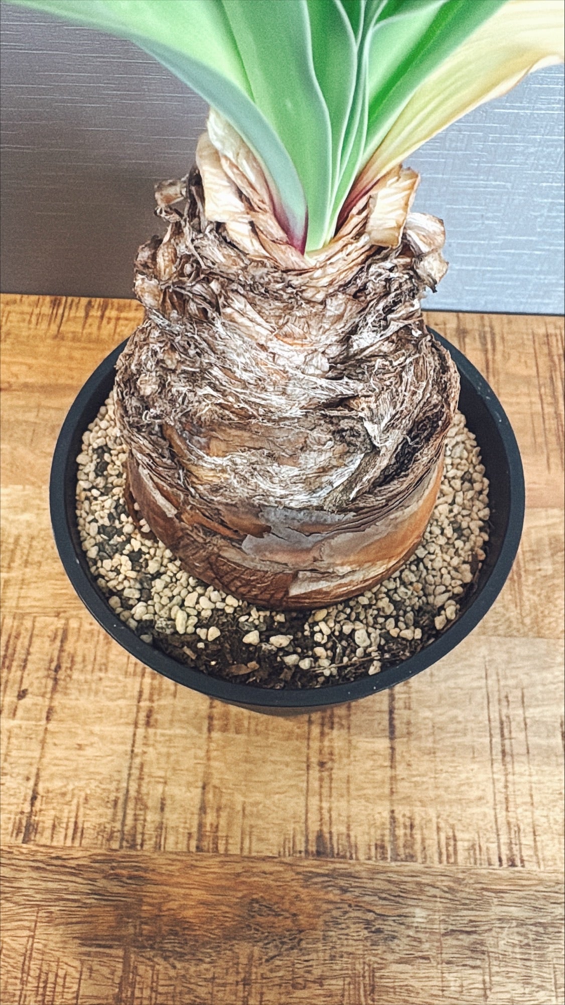 【東京都23区内の方のみ購入可】【送料無料】ブーファンディスティチャ 4号鉢C