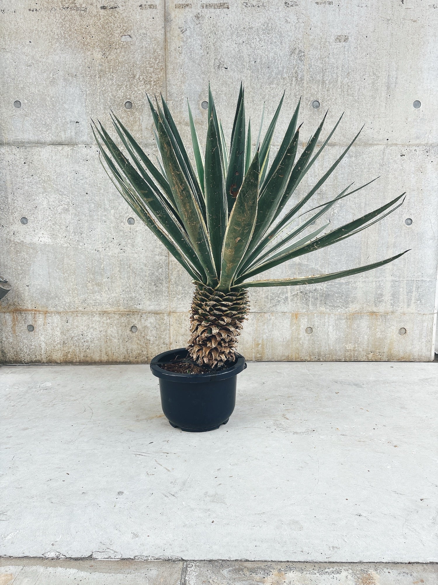 東京都23区内の方のみ購入可】【送料無料】 アガベ 白閃光 10