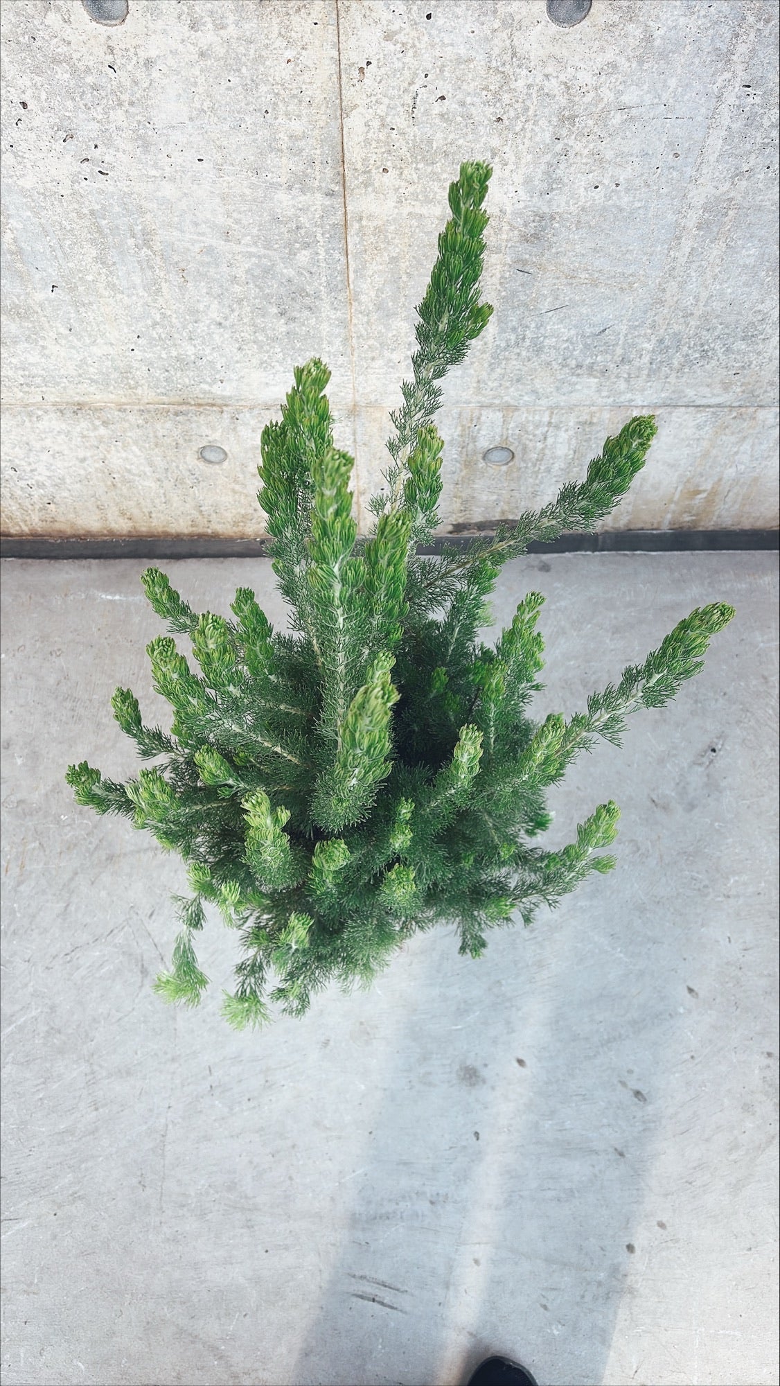 【東京都23区内の方のみ購入可】【送料無料】アデナンサス・ウーリーブッシュ 7号