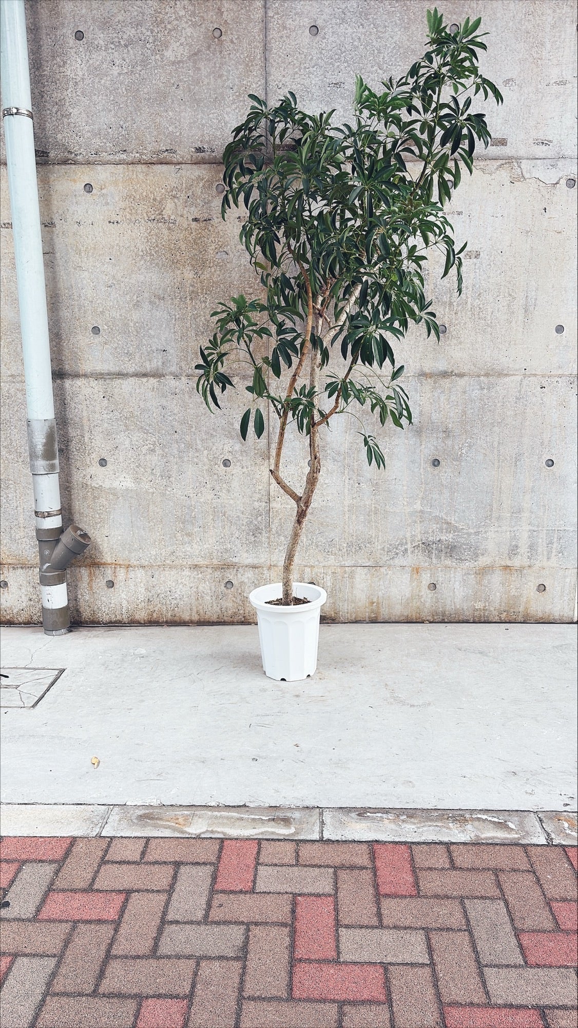 【東京都23区内の方のみ購入可】【送料無料】シェフレラ 10号B