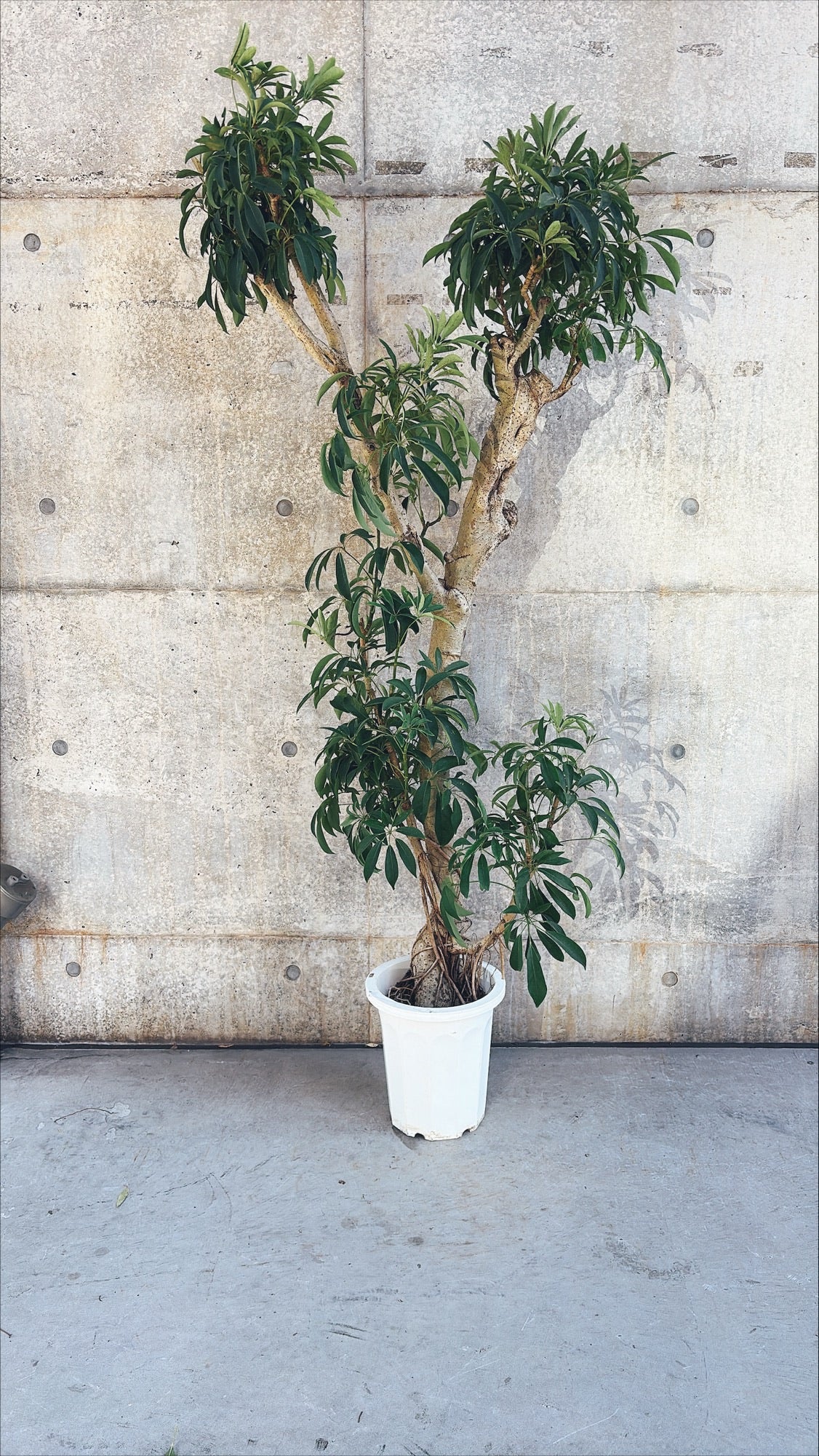 【東京都23区内の方のみ購入可】【送料無料】シェフレラ 10号I