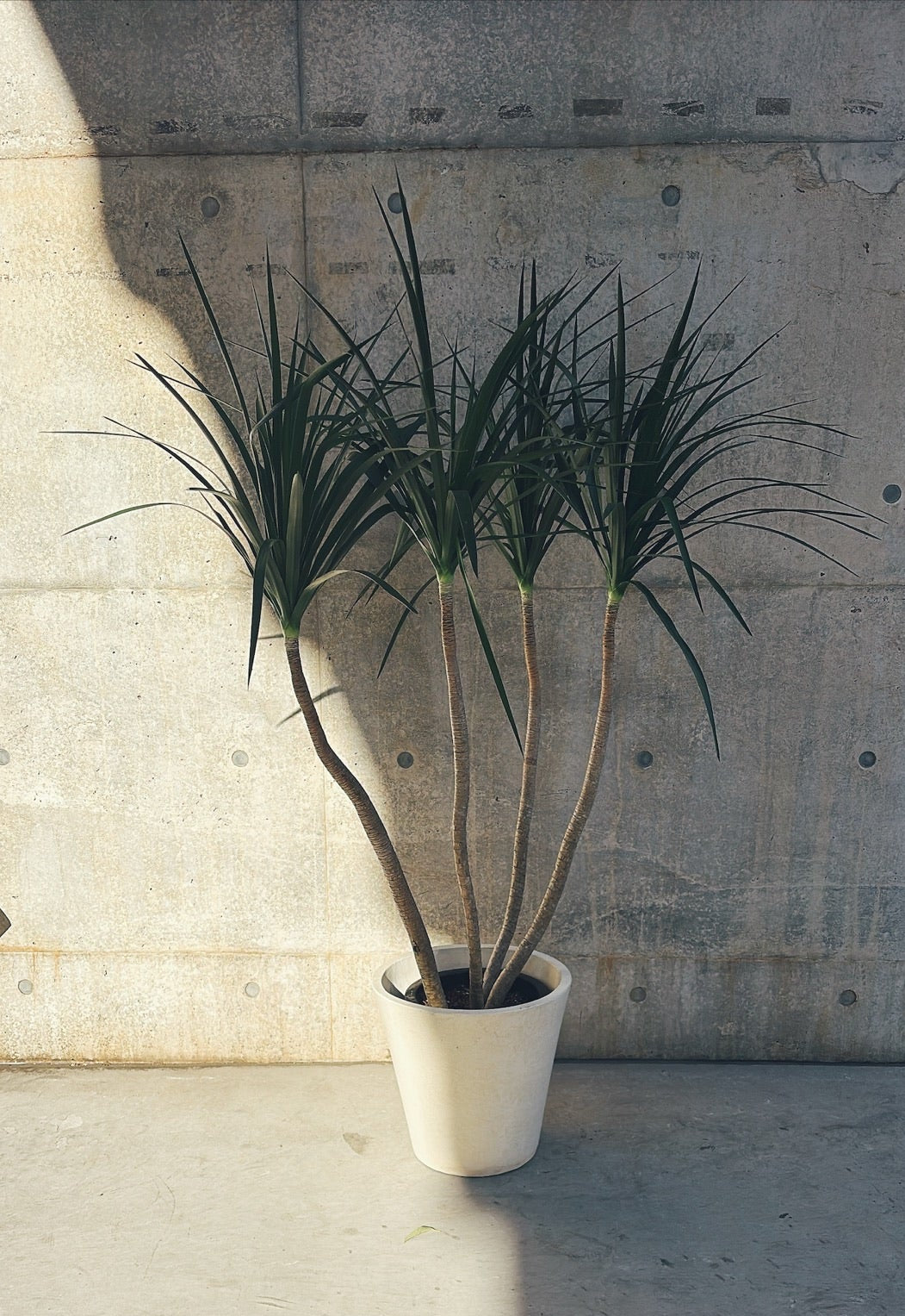 【東京都23区内の方のみ購入可】【送料無料】ドラセナ カンボジアーナ 10号