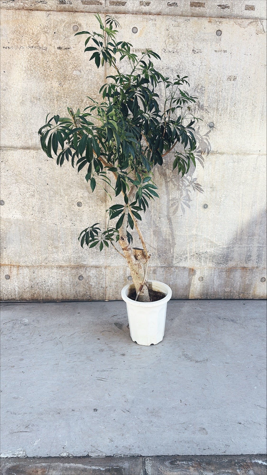 【東京都23区内の方のみ購入可】【送料無料】 シェフレラ 10号K