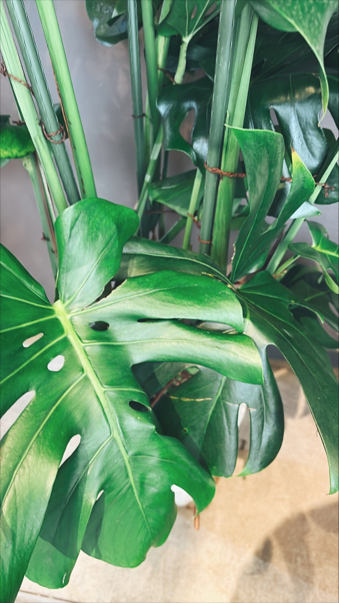 【東京都23区内の方のみ購入可】【送料無料】 モンステラ アダンソニー 10号鉢 A