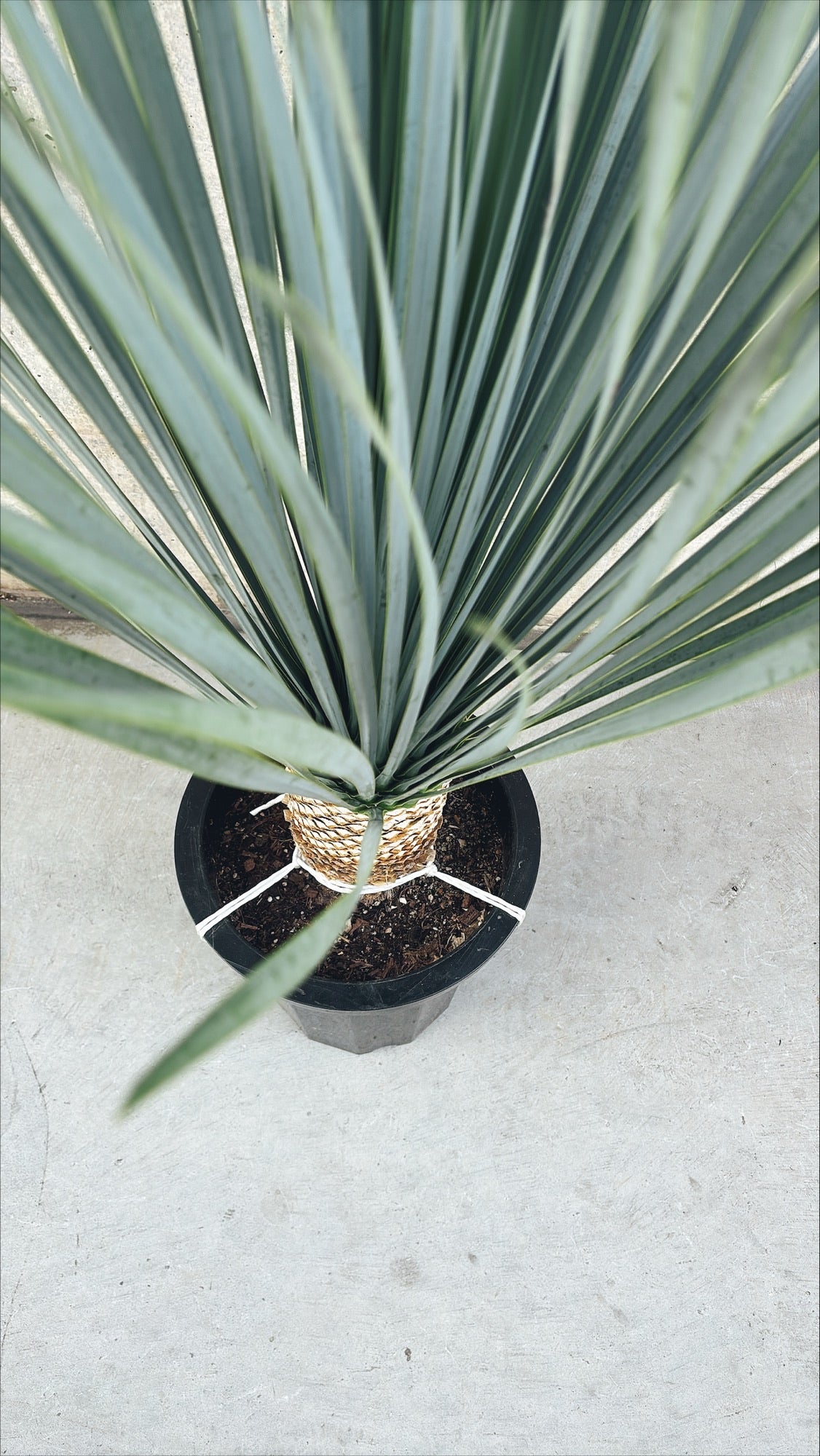 【東京都23区内の方のみ購入可】【送料無料】ユッカ・ロストラータB 10号