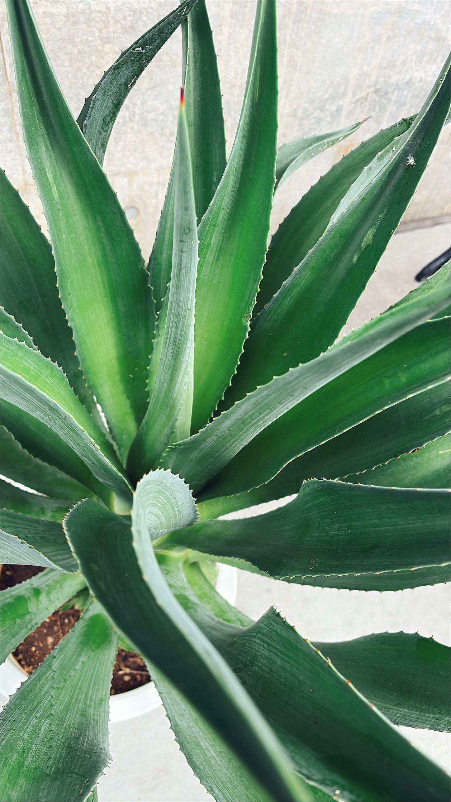 【東京都23区内の方のみ購入可】【送料無料】 アガベ C 10号