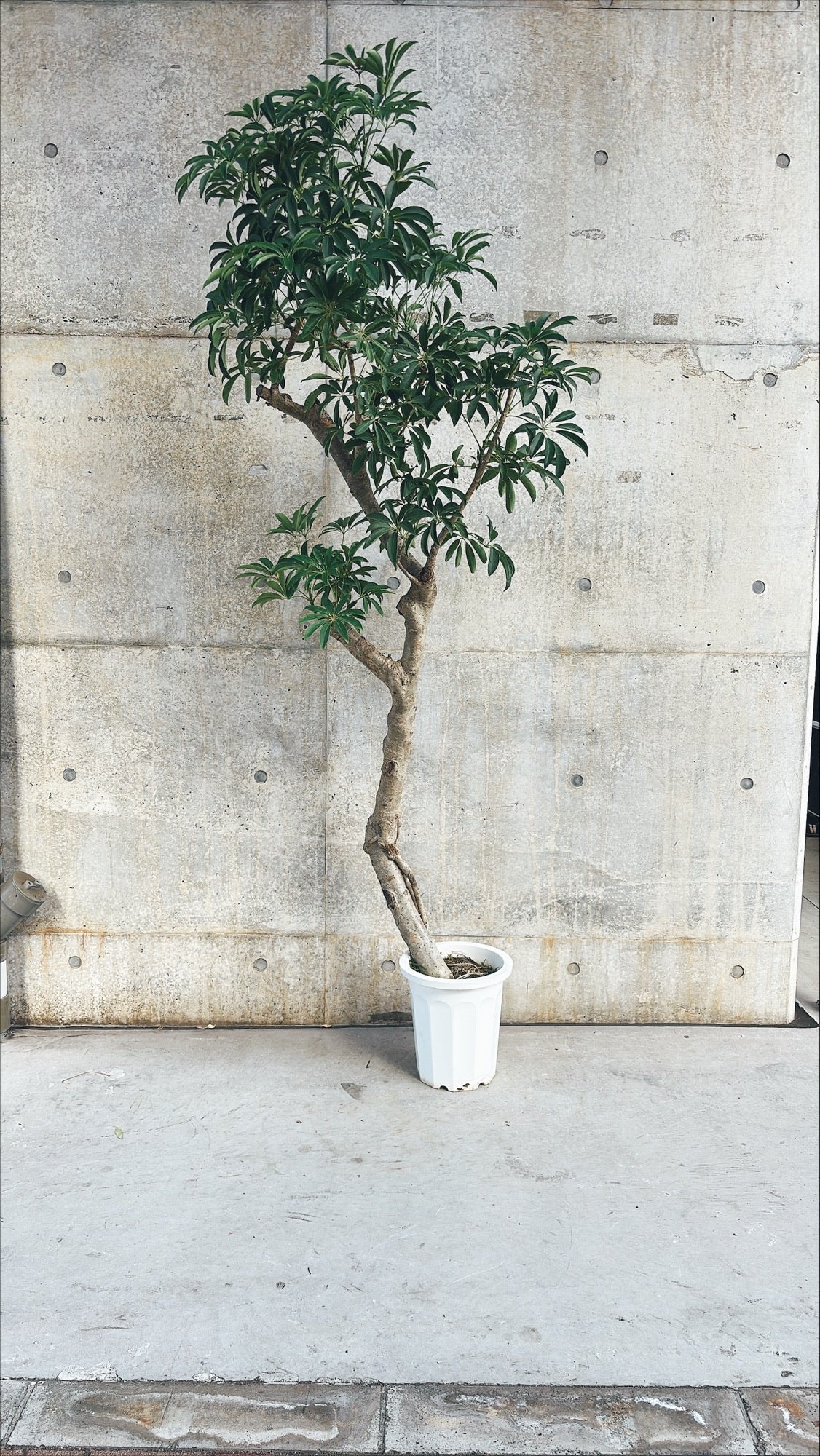 【東京都23区内の方のみ購入可】【送料無料】シェフレラ 10号F