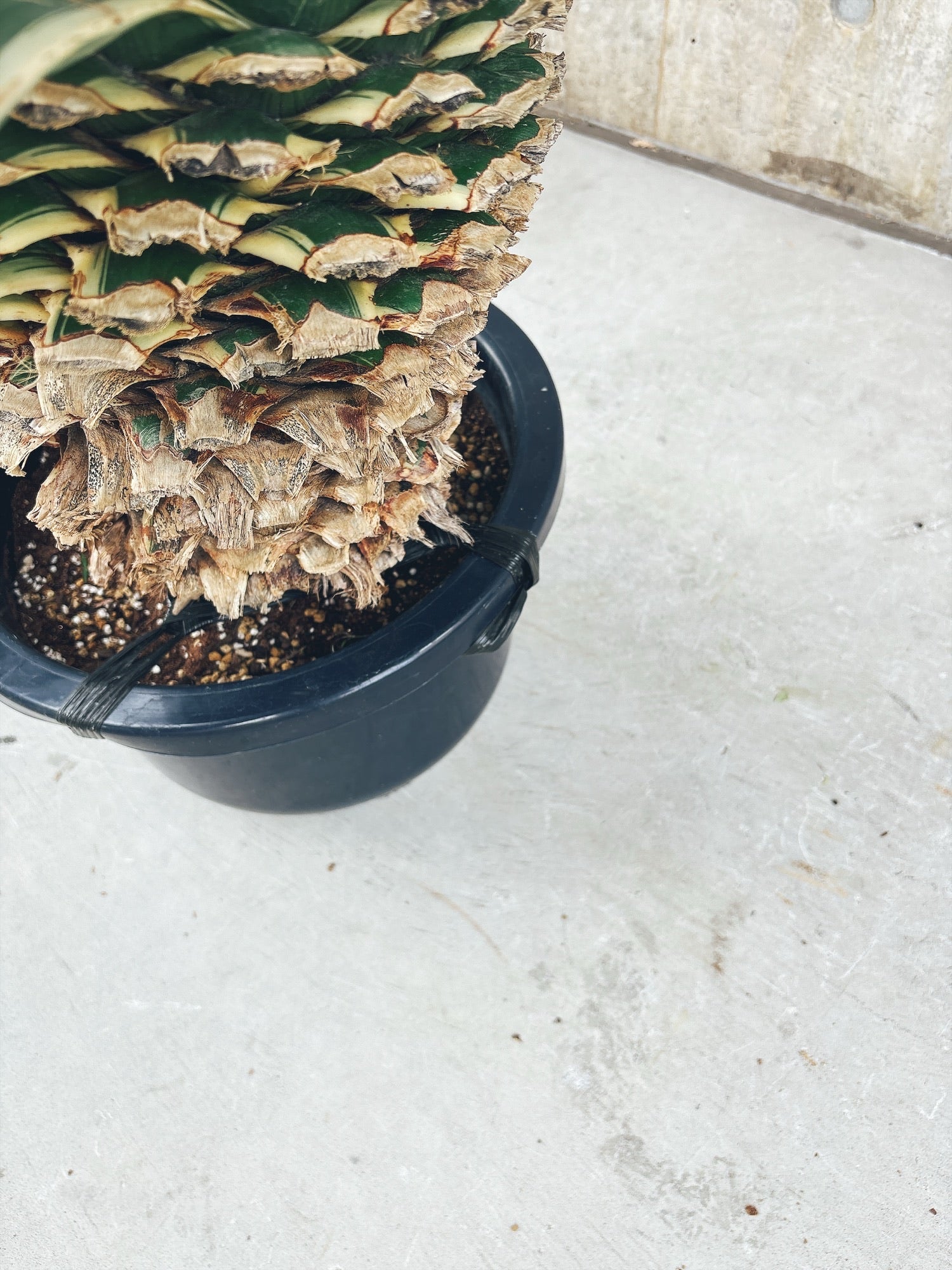 東京都23区内の方のみ購入可】【送料無料】 アガベ 白閃光 10