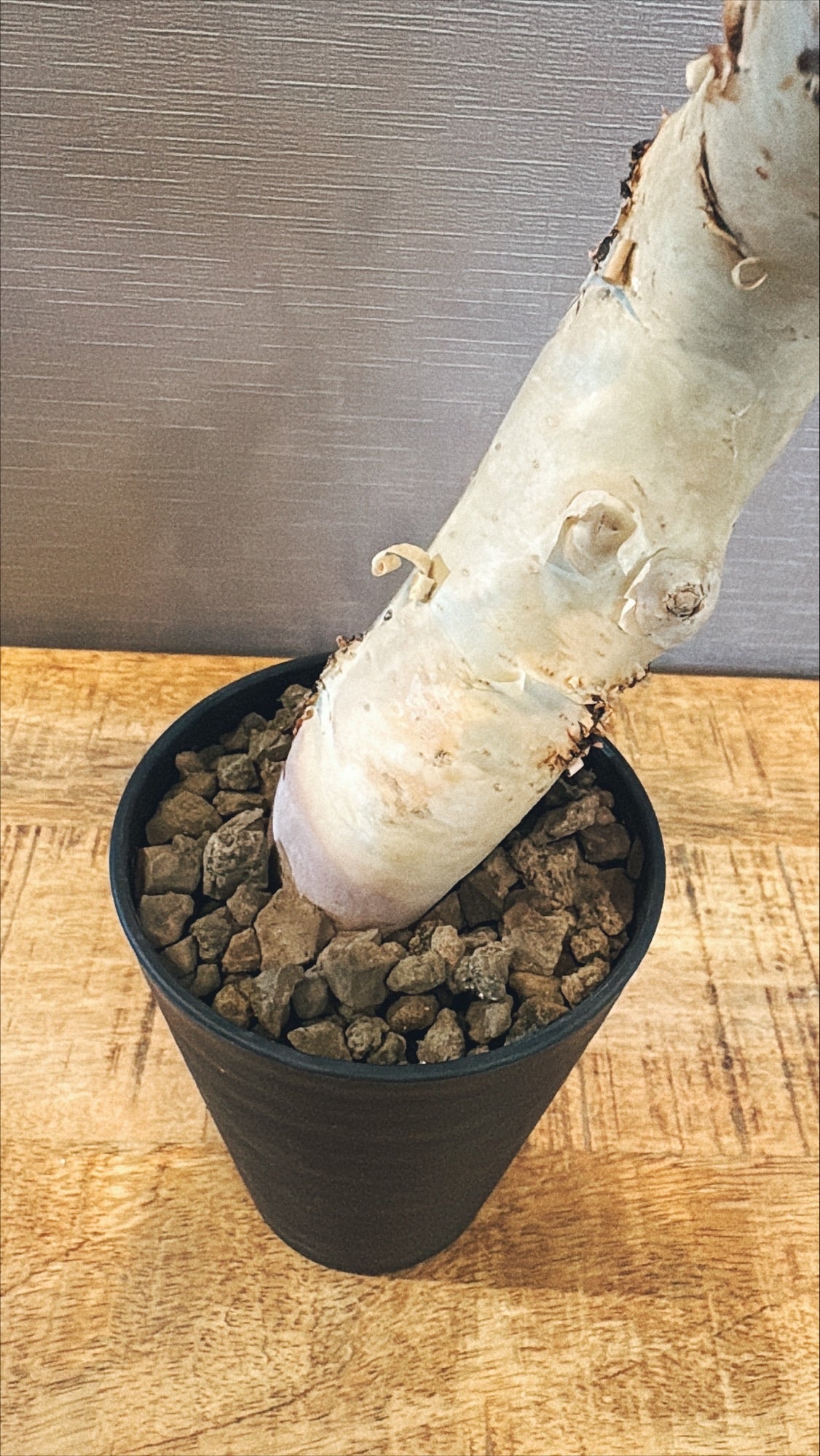 【東京都23区内の方のみ購入可】【送料無料】コミフォラ・カタフ 4号鉢