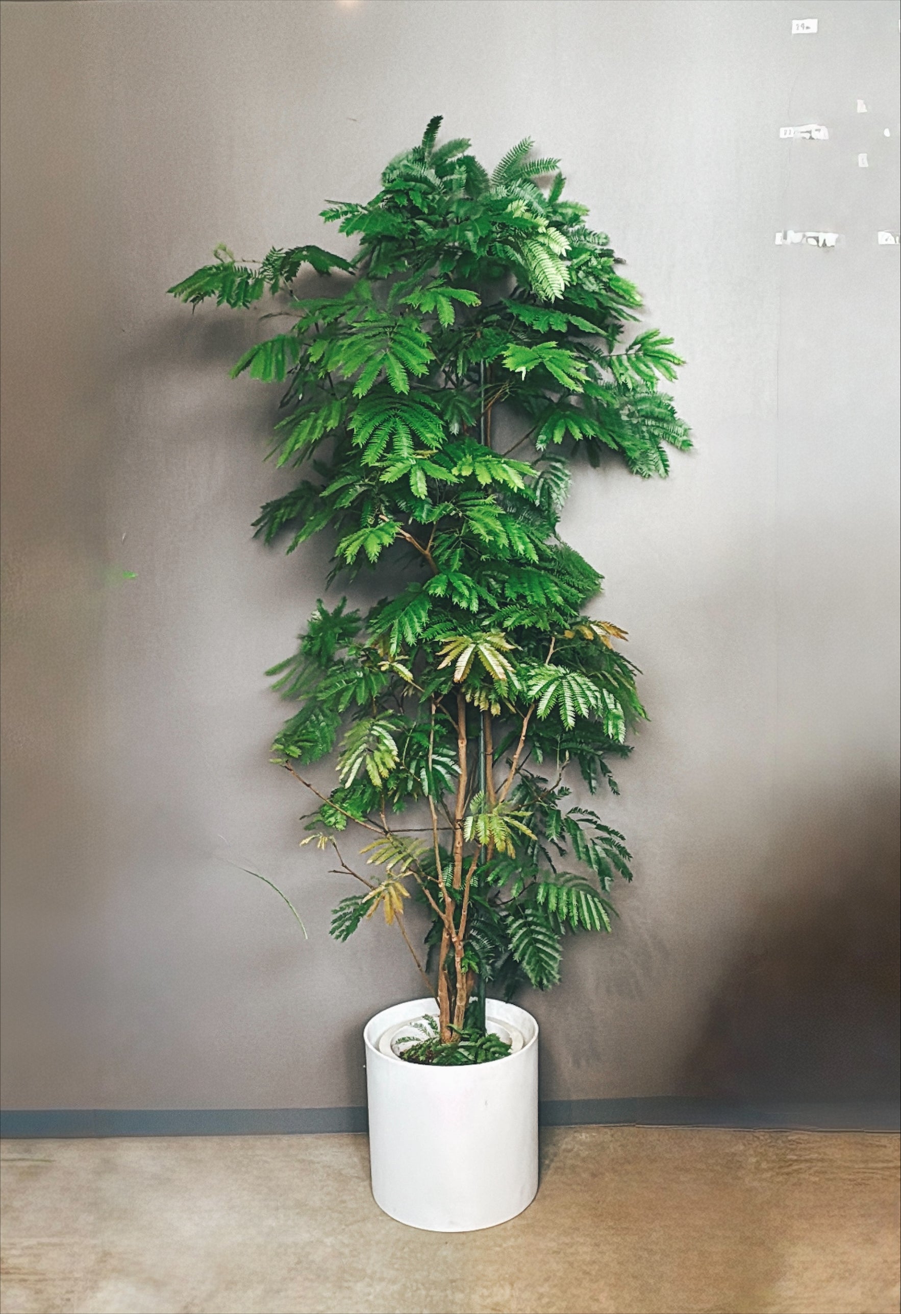 【東京都23区内の方のみ購入可】【送料無料】エバーフレッシュ 10号