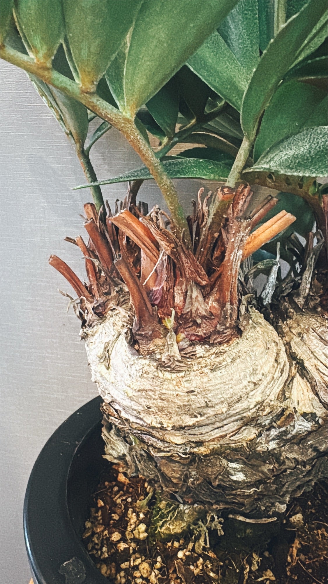 【東京都23区内の方のみ購入可】【送料無料】ザミア 7号鉢