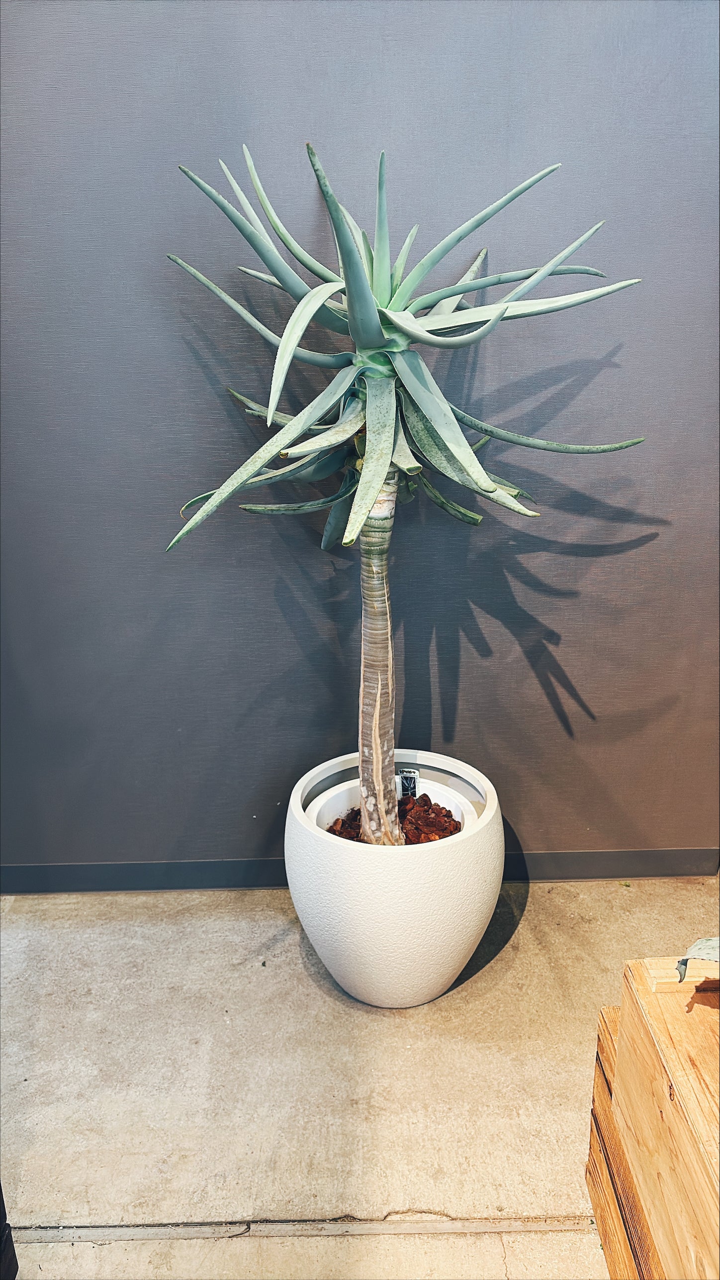 【東京都23区内の方のみ購入可】【送料無料】 アロエ・ディコトマ 10号