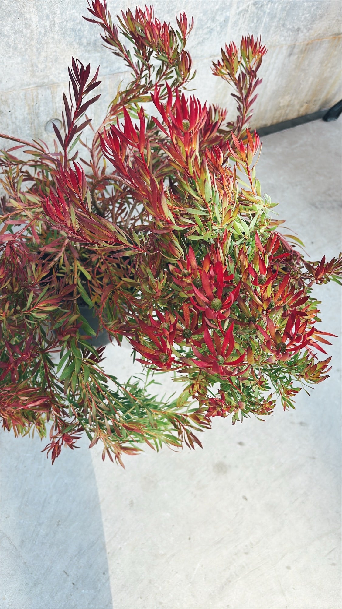 【東京都23区内の方のみ購入可】【送料無料】 リューカデンドロン 6号