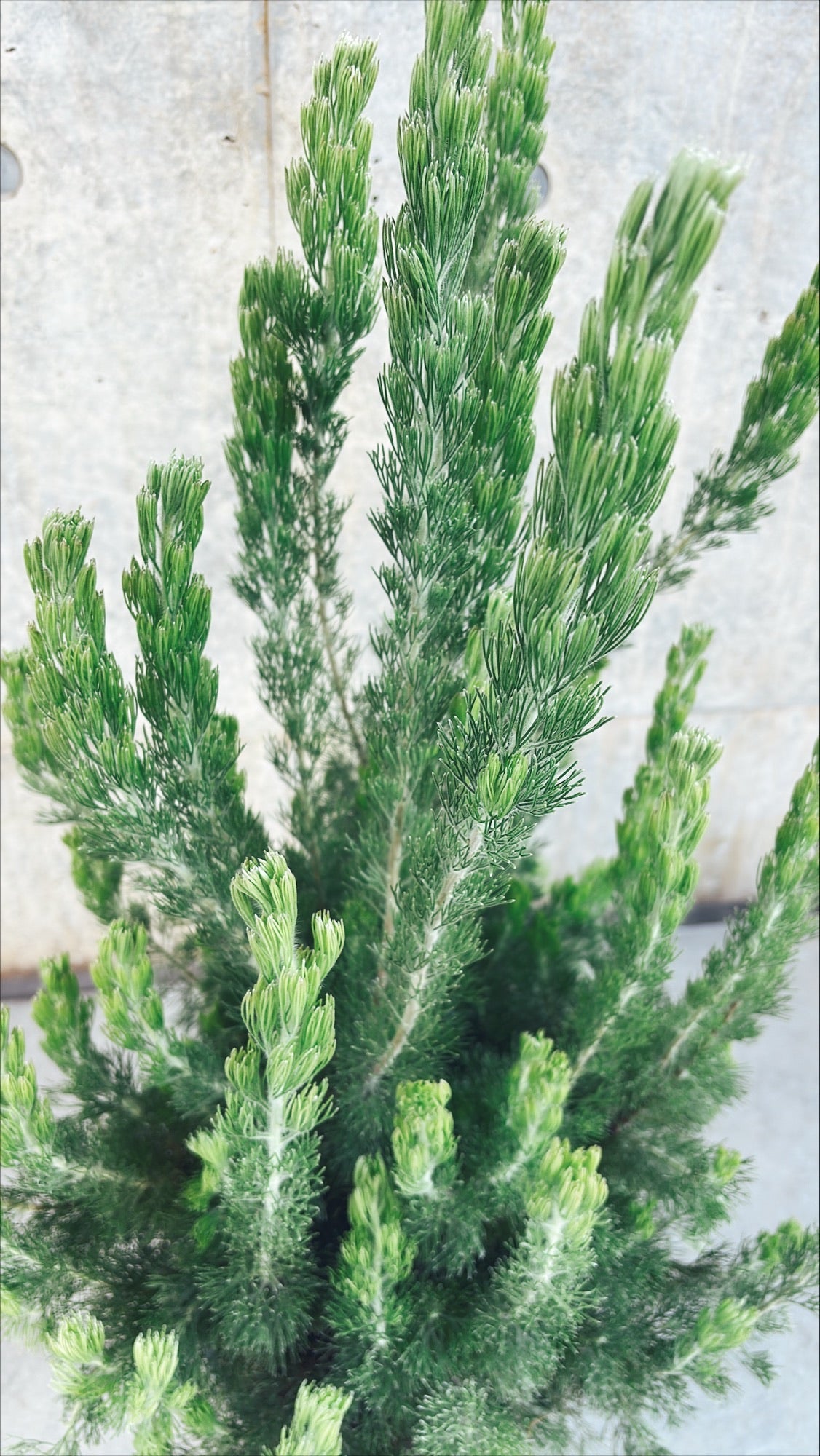 【東京都23区内の方のみ購入可】【送料無料】アデナンサス・ウーリーブッシュ 7号