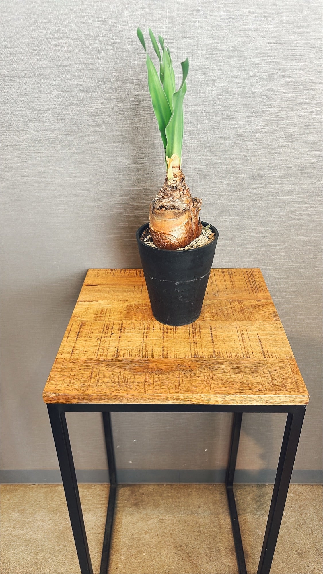 【東京都23区内の方のみ購入可】【送料無料】ブーファンディスティチャ 4号鉢C