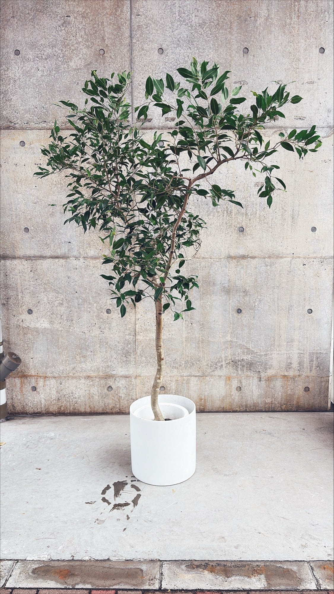 【東京都23区内の方のみ購入可】【送料無料】 フィカス ヌべ 10号